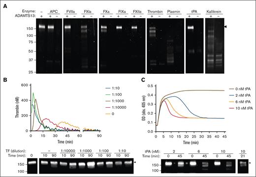 ADAMTS13 degradation by purified proteases and in plasma-based assays. (A) Commercial rADAMTS13 (200 nM) was incubated with various proteases (100 nM) for 2 hours at 37°C. Samples were separated under reducing conditions using SDS-PAGE, and cleavage was visualized using SYPRO Ruby. (B) rADAMTS13, varying dilutions of tissue factor (TF), and 1 mg/mL GPRP-amide were incubated in human platelet-poor plasma for 15 minutes. Thrombin generation was then initiated with calcium and quantified over time in a parallel plate by measuring fluorescence (λex = 360 nm; λem = 460) at 37°C. Curves were generated using the Technothrombin TGA Software in triplicate, and representative images are shown. (C) rADAMTS13 and varying concentrations of tPA were added to human platelet-poor plasma, followed by TF and calcium. Clot formation and lysis was quantified by measuring OD at 405 nm every 30 seconds in triplicate, and representative images are shown. Samples were separated via sodium dodecyl sulfate–polyacrylamide gel electrophoresis (SDS-PAGE) under reducing conditions, and ADAMTS13 degradation was visualized via western blot using an anti-ADAMTS13 metalloprotease domain antibody. Molecular weight references are indicated on the left of blots (kDa), and full-length bands are indicated by the black arrows. APC, activated protein C; GPRP-amide, Gly-Pro-Arg-Pro-amide; OD, optical density.