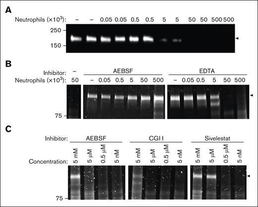ADAMTS13 degradation by activated neutrophils. (A) ADAMTS13 was incubated with 0 × 103 to 500 × 103 PMA-stimulated neutrophils for 1 hour at 37°C, in the absence or presence of 2 mM AEBSF or 5 mM EDTA (B). (C) ADAMTS13 was incubated with 5 × 103 PMA-stimulated neutrophils with increasing concentrations of AEBSF, cathepsinG inhibitor I (CGI I), or Sivelestat for 1 hour. Samples were separated via SDS-PAGE and analyzed by (A) western blot using an anti-ADAMTS13 metalloprotease domain antibody, or (B-C) SYPRO Ruby. Black arrows indicate the level of full-length ADAMTS13 (∼180 kDa). AEBSF, 4-(2-aminoethyl)benzenesulfonyl fluoride hydrochloride; EDTA, ethylenediaminetetraacetic acid.