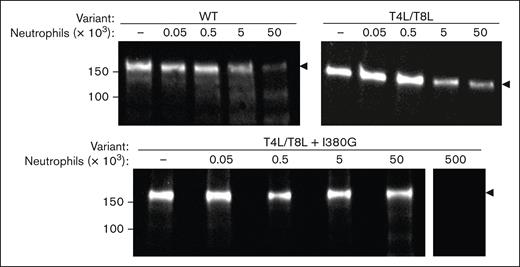 Resistance of ADAMTS13 mutants to activated neutrophils. 50 nM WT-, T4L/T8L-, or T4L/T8L(I380G)-ADAMTS13 was incubated with 0 × 103 to 50 × 103 PMA-activated neutrophils, or 500 × 103 neutrophils, as indicated. Reactions took place for 1 hour at 37°C, then samples were removed and separated via SDS-PAGE under reducing conditions. Cleavage was visualized by western blot using an anti-ADAMTS13 metalloprotease domain antibody. Molecular weight references are indicated to the left (kDa). The level of full-length protein (∼180 kDa) is indicated by black arrows.