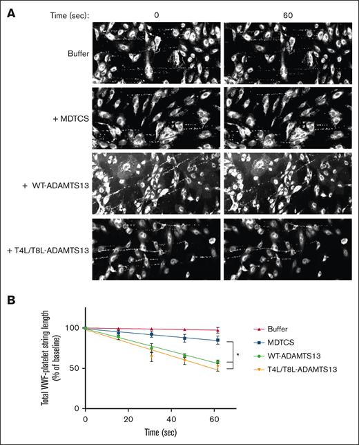Activity of ADAMTS13, MDTCS, and T4L/T8L-ADAMTS13 in a microfluidic flow assay. DiOC6-stained platelets were perfused over a microfluidic flow chamber lined with histamine-stimulated HUVECs, forming stable VWF-platelet strings. Channels were then perfused with 5 mL of 5 nM MDTCS, 5 nM WT-ADAMTS13, 5 nM T4L/T8L-ADAMTS13, or ADAMTS13 reaction buffer (n = 3). Using a Leica Stellaris 5 inverted confocal microscope (10× dry lens; λex = 490 nm; λem = 525 nm), videos were captured at 0.77 frames per second; (A) photographic representation of experimental replicate. Experiments occurred at room temperature. The total length of strings within the frame was quantified every 20 frames for 5 frames. Rates were determined using linear regression (B), and differences between rates were assessed using unpaired t tests (Table 2). Error bars represent standard deviation, and symbols represent 4 experimental conditions: buffer (▲), MDTCS (■), WT-ADAMTS13 (●), T4L/T8L-ADAMTS13 (▼). ∗P < .05, vs MDTCS.