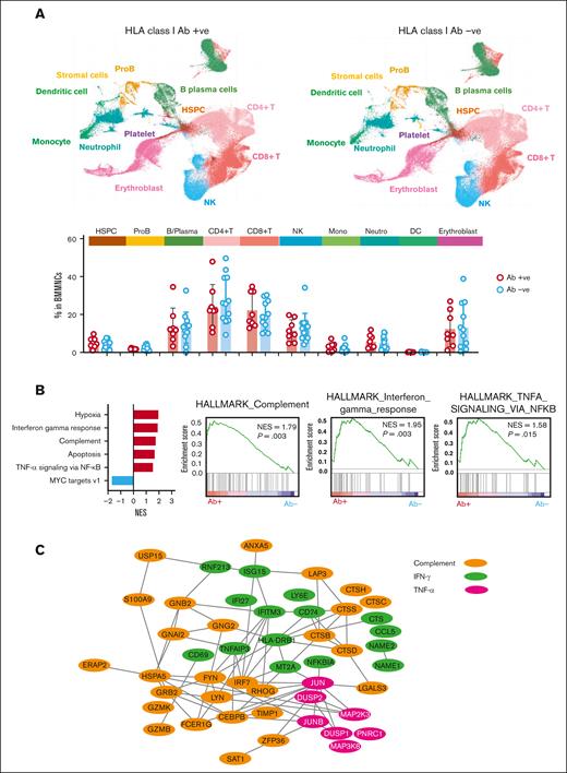 Single cell RNA sequencing. (A) UMAP plot of single-cell gene expression in BMMNCs of HLA alloimmunized (n = 8) and nonalloimmunized (n = 12) patients with SAA. Cells are colored by type (HSPC; ProB; erythroblast, neutrophil at different differentiation stages, monocyte at different differentiation stages, CD8+ T cell, CD4+ T cell, NK cell, B/plasma, DC, stromal cell, and platelet). Frequency (% in BMMNCs) of cell populations in HLA alloimmunized SAA (n = 8) and nonalloimmunized (n = 12) patients with SAA, by 2-sided unpaired Mann-Whitney test. No statistical significance is observed. (B) A bar chart showing enriched gene sets by Gene Set Enrichment Analysis (GSEA). Enriched plots of differentially expressed genes for Hallmark complement, Hallmark interferon gamma response, Hallmark TNF-α signaling via NFkB, and Hallmark complement in BMMNCs of HLA alloimmunized compared with nonalloimmunized patients with SAA. GSEA based on the Kolmogorov-Smirnov test. (C) A network of upregulated genes involved in interferon gamma response, TNF-α signaling via NFkB, and complement pathway in those with postive HLA class I Ab (n = 8) compared to nonalloimmunized (n = 12) patients with SAA. B/Plasma, B cell and plasma cell; DC, dendritic cell; HSPC, hematopoietic stem and progenitor cells; IFN-γ, interferon gamma; NES, normalized enrichment score; NK, natural killer; ProB, B-cell progenitors.