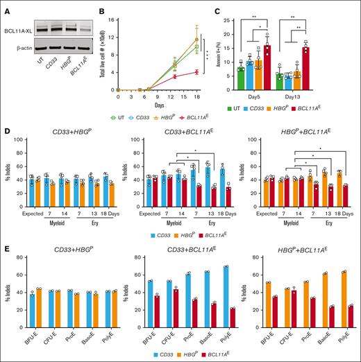 Disruption of the BCL11A erythroid enhancer impairs in vitro human erythropoiesis. Healthy human adult donor peripheral blood mobilized CD34+ HSPCs were electroporated with RNP complexes consisting of Cas9 + sgRNA targeting either the CD33 protein coding region, the BCL11A intron 2 erythroid enhancer (BCL11AE), or the BCL11A binding motif in the γ-globin genes (HBGP) grown in HSPC maintenance medium for 24 hours and then switched to erythroid differentiation medium. (A) Western blot revealing BCL11A-XL and β-actin protein levels on day 7 of erythroid differentiation. (B) Live cell numbers on days 5, 7, 13, and 18 of erythroid differentiation. Symbols illustrate the average normalized values for 3 different CD34+ HSPC donors. Data are illustrated as mean ± standard error of the mean (SEM). ∗∗∗FDR-adjusted P < .001 determined by generalized estimating equation (GEE) models with post hoc comparisons. (C) Apoptosis measured by flow cytometry at days 5 and 13 of erythroid differentiation. Graph reveals %annexin V+, propidium iodide positive or negative cells from replicate experiments, each with 2 different CD34+ HSPC donors. Data are illustrated as mean ± SD. ∗P < .05; ∗∗P < .01; ∗∗∗P < .001 indicate FDR-adjusted paired t tests or exact Wilcoxon tests with post hoc comparisons. (D) Equal numbers of cells targeted separately at 2 different loci (BCL11AE, CD33, or HBGP) were mixed and transferred to erythroid (Ery) or myeloid differentiation media. Graphs illustrate indel frequencies over time. The expected indel frequency at each target site was calculated as 50% of the indel frequency in cells targeted with each individual RNP (supplemental Figure 2B). Each symbol represents a separate experiment with unique donor CD34+ HSPCs. Data are illustrated as mean ± SD. ∗FDR-adjusted P < .05 determined by paired t tests or exact Wilcoxon tests with post hoc comparisons. (E) On days 4, 7, and 14 of erythroid differentiation, mixtures of cells targeted at different loci as described for panel D were fractionated into defined maturation stages by flow cytometry (supplemental Figure 2C) and indel frequencies of each targeted gene were determined. Erythroid precursors in order of increasing maturation stage are as follows: BFU-E, burst-forming unit erythroid; CFU-E, colony-forming unit erythroid; ProE, proerythroblast; BasoE, basophilic erythroblast; and PolyE, polychromatophilic erythroblast. Graphs show data from an experiment with duplicate using a healthy donor CD34+ HSPCs. UT, untreated.