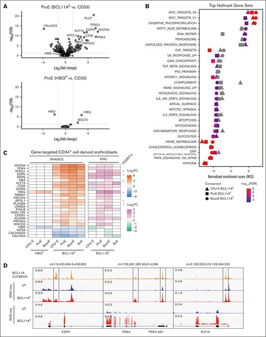 Genes regulated by BCL11A during erythropoiesis in vitro. (A) Gene expression changes identified by RNA-seq analysis of erythroblasts generated by in vitro differentiation of gene-targeted CD34+ HSPCs. Volcano plots illustrate DEGs in BCL11AE- (top panel) or HBGP-disrupted (bottom panel) proerythroblasts compared with CD33-disrupted ones. HBG refers to HBG1 + HBG2 transcripts. Dashed lines represent the 0.05 FDR statistical significance cutoff (y-axis) and log2 fold change of 1 or −1 (x-axis). (B) Gene set enrichment analysis (GSEA) from BCL11AE- vs CD33-disrupted CFU-E, proerythroblasts, and basophilic erythroblasts. Gene sets represented on the left and right halves of the graph are enriched in downregulated and upregulated genes, respectively. Gray shapes indicate that the gene set has an FDR ≥0.05 or normalized enrichment score ≤1.5. (C) Analysis of 25 genes regulated directly by BCL11A in erythroblasts. Left panel illustrates RNA expression heat map in HBGP- or BCL11AE-disrupted vs CD33-disrupted erythroblasts. Right panel illustrates heat map of assay for transposase-accessible chromatin using sequencing (ATAC-seq) signals reflecting changes in chromatin accessibility near BCL11A-bound regions in BCL11AE-disrupted vs untreated erythroblasts. Asterisks indicate direct BCL11A target genes that were identified in HUDEP-2 cells.22 (D) BCL11A Cleavage Under Targets & Release Using Nuclease, ATAC-seq, and RNA-seq signals around regulatory regions in 3 selected BCL11A target genes. Ranged values in upper left of tracks represent y-axis scaling of counts per million reads. BasoE, basophilic erythroblast; CFU-E, colony-forming unit erythroid; log FC, log fold change; ProE, proerythroblast.