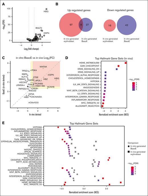 Regulation of gene expression by BCL11A during in vivo erythropoiesis. CD34+ HSPCs were electroporated with RNP targeting BCL11AE and transplanted into NBSGW mice. Untreated CD34+ HSPCs were transplanted as a negative control. After 16 weeks, hCD235+ donor erythroblasts were isolated from recipient BM and analyzed by RNA-seq. (A) Volcano plot illustrating gene expression changes in BCL11AE-disrupted erythroblasts. Dashed lines represent the 0.05 FDR statistical significance cutoff (y-axis) and log2 fold change of 1 or −1 on the x-axis. (B) Overlap of DEGs (fold change > 2 and FDR < 0.05) between BCL11AE-disrupted vs control erythroblasts generated in vivo and BCL11AE-disrupted vs control basophilic erythroblasts generated in vitro. (C) Scatterplot illustrating the log2 fold changes in expression of 25 BCL11A target genes in BCL11AE-disrupted erythroblasts generated in vivo (x-axis) vs in vitro (y-axis). Colored sections represent thresholds for twofold change (red) and 1.5-fold change (yellow). (D) GSEA of altered gene expression in BCL11AE-disrupted vs control erythroblasts generated in vivo. Gene sets represented on the left and right halves of the graph are enriched in downregulated and upregulated genes, respectively. (E) GSEA comparing altered gene expression pathways in BCL11AE-disrupted erythroblasts generated in vivo and in vitro. BasoE, basophilic erythroblast; log FC, log fold change.