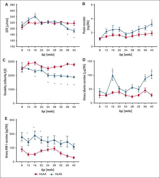 Longitudinal assessment of renal phenotype in male SCT (AS; n = 18, red lines) and genetic control (AA; n = 18, blue lines) mice. (A) Trajectory of GFR. (B) Urinary protein excretion over time. (C) Urinary osmolality over time. (D) Urinary albumin excretion over time. (E) Urinary KIM-1 excretion over time. Data are mean ± SEM. ∗P < .05; analysis by 2-way analysis of variance with mixed-effect analysis using Bonferroni post hoc test. Panel A, Pinteraction < .0001; Pgenotype = .9004; Page < .0001. Panel B, Pinteraction = .7011; Pgenotype = .0012; Page = .0224. Panel C, Pinteraction = .0469; Pgenotype < 0.0001; Page = 0.0001. Panel D, Pinteraction < .0001; Pgenotype < .0001; Page < .0001. Panel E, Pinteraction = .7150; Pgenotype < .0001; Page = .1897. KIM-1, kidney injury marker 1.
