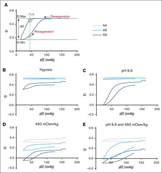 Reduced deformability of AS mouse RBCs under hypoxia is accentuated by hyperosmolality and/or acidosis. (A) Human SCD sample to illustrate typical Oxygenscan profile and readouts. PoS is calculated as the downward inflection point at which there is a >5% drop in the EI Max. (B) Whole blood samples demonstrating no change in deformability in AA or AS mice with deoxygenation. In SS mice, the baseline EI Max was lower, indicative of reduced RBC deformability even under normoxic conditions. During progressive hypoxia, only SS RBCs underwent sickling. (C) Effect of acidosis. At a pH of 6.9, a barely discernible PoS was observed in AS mice, with a more exaggerated profile in SS. (D) Effect of hyperosmolality (460 mOsm/kg). Baseline EI Max was diminished in all genotypes, presumably due to osmotically induced RBC dehydration. Thereafter, reversible sickling was evident in both AS and SS samples. (E) Effect of acidosis (pH 6.9) and hyperosmolality (460 mOsm/kg). The EI Max was lower in AS than in AA, although a clearly reversible component of the EI indicative of reversible sickling was apparent. Notably, the Oxygenscan profile in AA samples in hypertonic conditions also demonstrated a late downward inflection of the EI Max during deoxygenation. Given the impossibility that this is due to RBC sickling, it presumably reflects a sudden deformability change in RBC membranes that unlike sickling, appears to be irreversible, because no rebound in EI is seen during reoxygenation. Panels B-E contain data from 4 AA, 6 AS, and 2 SS mice, including both genders. EI Max, maximum elonagtion index; EI Min, mimimum elongation index.