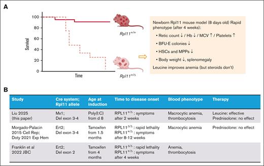 Rpl11 mouse models to recapitulate DBA syndrome. (A) overall survival and phenotype of Mx-Cre inducible Rpl11 haploinsufficient mouse model. (B) Summary of studies employing Rpl11 mouse models.