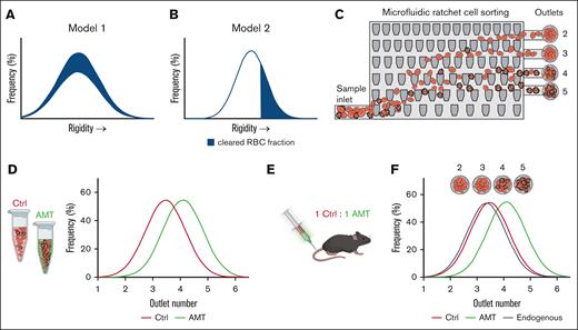 Study overview. (A-B) Potential models for circulatory clearance of donor RBCs as a function of cell deformability. If circulatory clearance is independent of deformability, then the deformability distribution of circulating cells remains unchanged (A). If circulatory clearance is dependent on cell deformability, the more rigid cells are preferentially removed (B). (C) The microfluidic ratchet device sorts RBCs based on deformability. Cells are typically distributed between outlets 2 and 5. (D-F) Experimental plan. Mouse RBCs are chemically treated using AMT to alter their deformability distribution relative to the control (D). Both control and AMT-treated cells are labeled with long-lasting fluorescent dyes and transfected into recipient mice (D-E). RBCs sampled from recipients are sorted using a microfluidic ratchet device to concurrently measure the deformability distribution of control donor RBCs, AMT-treated donor RBCs, and endogenous RBCs circulating in the recipient mice (F). Ctrl, control.
