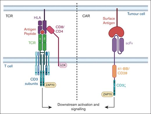 TCR and CAR. TCR αβ subunits combine with γ, δ, ε, and ζ subunits of the CD3 to form the multisubunit TCR complex. Peptide-HLA binding to the TCR αβ combined with the other subunits and with either CD4 or CD8 coreceptor initiates downstream signaling, T-cell activation, and effector functioning. Proteins involved in signaling such as LCK and ZAP70 are indicated and the activating motifs within the subunits are represented as horizontal bars. A typical CAR molecule comprises an antigen-specific scFv from a monoclonal antibody linked to a spacer, costimulatory domain (CD28 or 4-1BB shown in this example) and signaling CD3ζ domain. Figure created with BioRender.com: Gore S. (2025); https://BioRender.com/o91f055
