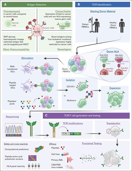 Pipeline of TCR T-cell preclinical development. (A) Antigens can either be overexpressed self-antigens seen on normal tissues or those that belong to the cancer testis antigen family with restricted expression; neo-antigens arising from mutations and gene rearrangements; or those belonging to the minor histocompatibility complex. (B) Donor PBMCs containing either auto- or allo-HLA–restricted TCR-expressing T cells can be stimulated with antigenic peptides; and activated or reactive T cells can be identified, isolated, and expanded in the laboratory. (C) Sequencing of reactive cells identifies the precise αβ sequences of the TCR that are introduced into T cells after modifications to ensure proper pairing. Newly generated TCR T cells are tested for function and efficacy against tumor cells and tested for specificity and safety using in silico and experimental analyses. CDX, cell line-derived xenograft; DCs, dendritic cells; PDX, patient-derived xenograft. Figure created with BioRender.com: Gore S (2025); https://BioRender.com/o91f055