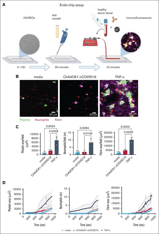 Endo-chip assay. (A) Endothelial cells (HUVECs) are seeded into the microchannel of the chip and allowed to adhere for 4 to 12 hours. Inset on the left shows differential interference contrast image of cells coating the channel. Test sample (eg, patient serum) is injected into the channel and incubated with endothelial cells for 30 minutes and then washed off. Venous blood from a healthy donor is collected into a citrate tube. Fluorescent antibodies are added to the blood (to label platelets, neutrophils, and fibrin). Immediately before perfusion, the whole blood is recalcified. The blood is perfused over the HUVEC layer and fluorescent images are captured by confocal microscopy. Inset on the right shows a representative image of the channel after perfusion of blood showing platelet, fibrin, and neutrophil adhesion to the endothelial layer (thromboinflammation). Image created with BioRender.com. (B) Accumulation of platelets, neutrophils, and fibrin after 15-minute perfusion of blood on HUVECs treated with media, ChAdOx1 nCOV-19, or TNF-α (5 ng/mL, positive control). Representative images of platelet (green), neutrophil (red), and fibrin (magenta) merged images after perfusion of blood. (C) Surface area coverage per field of platelets, number of neutrophils per field, and surface area coverage per field of fibrin at the end of a 15-minute perfusion of blood on HUVECs treated with media, ChAdOx1 nCOV-19, or TNF-α (5 ng/mL). Mean ± standard deviation (SD) of n = 3 independent experiments. One-way analysis of variance (ANOVA) with Tukey post hoc test was used for comparisons. (D) Kinetics of the platelet, neutrophil, and fibrin accumulation on the endothelial surface over 15 minutes of perfusion.