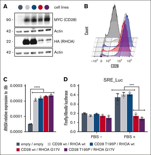 Characterization of the Jurkat cell lines used in this study. (A) Representative western blot from the 5 modified Jurkat cell lines. Expression of ectopic Myc-tagged CD28 and HA-tagged RHOA was revealed by anti-Myc and anti-HA, respectively. Anti-actin blotting serves as a loading control. Positions of molecular weight markers are indicated in kilodalton. (B) Representative flow cytometry analysis of the cell lines showing CD28 expression level at the plasma membrane. Expression levels of CD28 T195P were slightly higher than those of CD28 wt. (C) Relative RHOA expression measured by qPCR in all 5 cell lines. The 4 cell lines expressing exogenous RHOA showed similar levels of RHOA expression. Data are expressed as mean ± standard error of the mean (SEM) of 3 independent experiments. ∗∗∗∗P < 0.0001. (D) SRE luciferase reporter assay monitoring the activity of RHOA wt, compared with G17V mutant, which was previously characterized as dominant negative. Cells were stimulated or not with FBS for 6 hours. Data are represented as mean ± SEM from 3 independent experiments. Significant differences in activation were determined using 2-way analysis of variance (ANOVA) with Tukey multiple comparison test (∗∗∗P ≤ .001, compared with cells expressing RHOA wt). The color code used for the 5 Jurkat cell lines generated for this study is indicated at the bottom of the figure. FBS, fetal bovine serum; SRE, serum-responsive element.