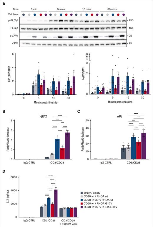 RHOA G17V and CD28 T195P synergize in promoting NFAT and AP1 transcriptional activity upon CD3/CD28 stimulation. (A) Representative western blot and densitometry quantification of PLCγ1 and VAV1 phosphorylation from cell lines stimulated with anti-CD3, anti-CD28, and crosslinker at 2 μg/mL during the indicated periods of time before protein extraction. The CD28 activating mutant, but not RHOA G17V, induced increased phosphorylation of PLCγ1 and VAV1. Total PLCγ1 and VAV1 served as controls (CTRLs) for the quantification of the phosphorylated forms. Positions of molecular weight markers are indicated in kilodalton. (B-C) Luciferase reporter assays monitoring the activities of NFAT (B) and AP1 (C) upon stimulation of cell lines either with IgG CTRL or anti-CD3, anti-CD28, and crosslinker at 2 μg/mL for 5 hour and 30 minutes. Data are represented as mean ± SEM from 4 to 5 independent experiments conducted in quadruplicates. Significant differences in activation activity were determined using a 2-way ANOVA with Tukey multiple comparison test (∗P ≤ .05; ∗∗P ≤ .01; ∗∗∗P ≤ .001; ∗∗∗∗P ≤ .0001). (D) In vitro secretion of IL-2 upon costimulation with anti-CD3, anti-CD28 and crosslinker at 2 μg/mL with or without a small dose of CsA (120 nM) for 24 hours. Data are represented as mean ± SEM from 4 independent experiments conducted in quadruplicates. Significant differences in activation activity were determined using a 2-way ANOVA with Tukey multiple comparison test (∗P ≤ .05; ∗∗P ≤ .01; ∗∗∗P ≤ .001; ∗∗∗∗P ≤ .0001). Statistics not shown are indicated in the Supplemental Table 3.