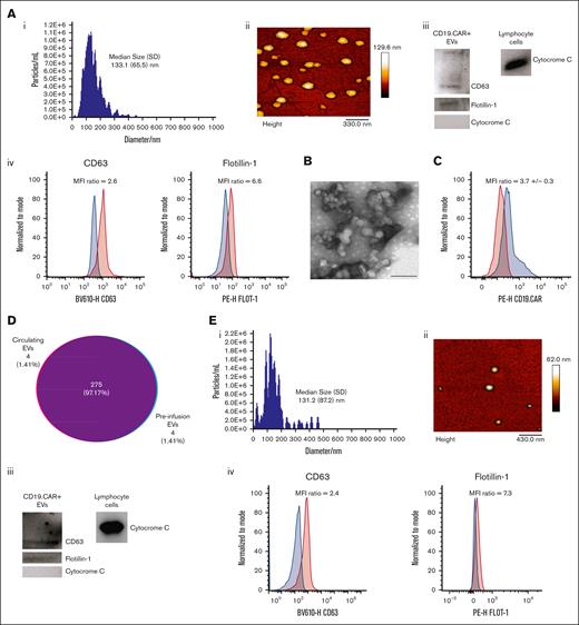Characterization of CD19.CAR+EVs. (A) NTA (i); AFM analysis of circulating CD19.CAR+EVs (ii); western blot analysis of CD63, flotillin-1, and cytochrome C in circulating CD19.CAR+EV samples (T lymphocytes were used as controls for cytochrome C expression) (iii); and flow cytometry evaluation of CD63 and flotillin-1 expression in circulating CD19.CAR+EVs (iv). CD63 and flotillin-1 expression (red histograms) were analyzed using the related fluorescence minus one (FMO) as controls (blue histograms). Mean fluorescence intensity (MFI) ratio values were calculated by dividing the MFI of the positive sample and that of the related FMO control. Data are representative of 3 separate experiments. (B) Transmission electron microscopy analysis of circulating CD19.CAR+EVs (scale bar, 100 nm). (C) Flow cytometry evaluation of CAR expression on circulating CD19.CAR+EVs. CAR expression (red histogram) was analyzed using the related FMOs as controls (blue histogram). MFI ratio values were calculated by dividing the MFI of the positive sample and that of the related FMO control. Data are representative of 3 separate experiments. (D) Venn diagram shows the common and uncommon proteins identified in circulating and preinfusion CD19.CAR+EVs. Same amount of EVs (pool of 3 individuals per condition containing 3 × 106 EVs) were compared when proteomic analyses were performed to parallel circulating vs preinfusion EV cargoes. The number 4 refers to the number of identified proteins (4, corresponding to the 1.41% of the total number of identified proteins) uniquely carried by circulating EVs, whereas 275 proteins (99.97 % of identified proteins) were those shared by circulating and preinfusion CAR+EVs, and 4 other proteins (1.41% of identified proteins) were carried only by preinfusion CAR+EVs. (E) NTA (i) and AFM analysis (ii) of preinfusion CD19.CAR+EVs; western blot analysis of CD63, flotillin-1, and cytochrome C in preinfusion CD19.CAR+EV samples (T lymphocytes were used as controls for cytochrome C expression) (iii); and flow cytometry evaluation of CD63 and flotillin-1 expression in preinfusion CD19.CAR+EVs (iv). CD63 and flotillin-1 expression (red histograms) were analyzed using the related FMOs as controls (blue histograms). MFI ratio values were calculated by dividing the MFI of the positive sample and that of the related FMO control. Data are representative of 3 separate experiments.