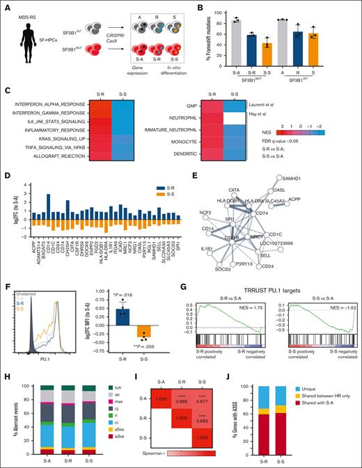 High-risk comutations induce divergent transcriptional changes. (A) Outline of the experimental approach for CRISPR/Cas9 editing of 5F-HPCs. (B) Proportion of frameshift mutations in AAVS1 (A), RUNX1 (R), and STAG2 (S) in SF3B1-mutant (S-A, S-R, and S-S) and WT (A, R, and S) patient-derived isogenic 5F-HPCs. Genotyping was performed by Sanger sequencing and ICE analysis. Data are presented as mean ± standard deviation (SD) from 3 independent experiments. (C) Normalized enrichment score of Hallmark gene sets (left) and human hematopoietic cell gene signatures from Laurenti et al39 and Hay et al40 (right) in gene set enrichment analysis (GSEA) analysis of S-R vs S-A and S-S vs S-A 5F-HPCs. FDR q < 0.05. (D) Relative expression of genes with divergent dysregulation in S-R and S-S 5F-HPCs. Values are shown as log2FC relative to S-A 5F-HPCs; P < .05. (E) STRING protein–protein interaction network of genes with divergent dysregulation in S-R and S-S 5F-HPCs. Disconnected nodes were removed; line thickness proportional to interaction score of >0.40. (F) PU.1 protein level in CD34+ 5F-HPCs measured by intracellular flow cytometry. Representative flow plot (left). FC of MFI in S-R or S-S relative to S-A (right). Data are presented as mean ± SD from 4 independent experiments; 1-sample t test. (G) GSEA analysis of TRRUST PU.1 target genes in S-R vs S-A and S-S vs S-A 5F-HPCs. FDR q < 0.05. (H) Proportion of mis-spliced isoforms by category in SF3B1-mutant K562 cells edited for RUNX1 (S-R), STAG2 (S-S), or AAVS1 control (S-A). Mis-spliced events were categorized as tandem 3′ untranslated regions (tutr), cassette or skipped exons (se), retained introns (ri), mutually exclusive exons (mxe), alternative usage of normally constitutively spliced junctions (cj), alternative retention of normally constitutively spliced introns (ci), alternative 5′ss (a5ss), or alternative 3′ss (a3′ss). Events were restricted to ≥10% mis-splicing and Bayes factor of ≥5. (I) Spearman correlation matrix of the level of mis-splicing between S-A, S-R, and S-S. ∗∗∗∗P < .0001. (J) Proportion of a3′ss mis-spliced events shared between low-risk (S-A) and high-risk (S-R or S-S) genotypes (red), shared by high-risk (S-R and S-S) but not S-A (yellow), and unique to high-risk genotypes (blue). FC, fold change; FDR, false discovery rate; MFI, mean fluorescence intensity.