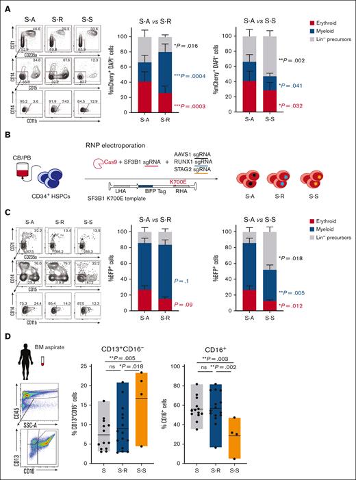 High-risk comutations induce opposing myeloid lineage outcomes. (A) Differentiation efficiency of SF3B1-mutant 5F-HPCs CRISPR-edited for RUNX1 (S-R), STAG2 (S-S), or AAVS1 (S-A). Representative flow plot (left); S-R compared with S-A (center); S-S compared with S-A (right); same control group for both comparisons. Percent erythroid, myeloid, and Lin– precursors of mCherry+DAPI– lentivirus–transduced edited cells. Data are presented as mean ± SD from 5 independent experiments, each with S-A, S-R, and S-S groups; ratio paired t test. (B) Outline of the experimental approach used to introduce SF3B1 K700E knockin mutation with high-risk RUNX1 (S-R) or STAG2 (S-S) comutations, or AAVS1 control (S-A) into CB- or PB-derived CD34+ HSPCs. (C) Differentiation efficiency of CB CD34+ HSPCs gene edited for SF3B1 K700E and RUNX1 (S-R), STAG2 (S-S), or AAVS1 (S-A). Representative flow plot (left); S-R compared with S-A (center); S-S compared with S-A (right); the same control group was used for both comparisons. Percent erythroid, myeloid, and Lin– precursors of total BFP+ cells is shown. Data are presented as mean ± SD from 3 independent experiments, each with S-A, S-R, and S-S groups; ratio paired t test. (D) Granulocytic maturation in BM samples of SF3B1-mutant patients. Representative flow plot with gating strategy (left) and quantification of immature CD13+CD16– granulocytes (center) and mature CD16+ cells (right). Data are shown as mean with interval; 1-way analysis of variance (ANOVA). BFP, blue fluorescent protein; DAPI, 4′,6-diamidino-2-phenylindole; Lin–, lineage-negative; ns, not significant.
