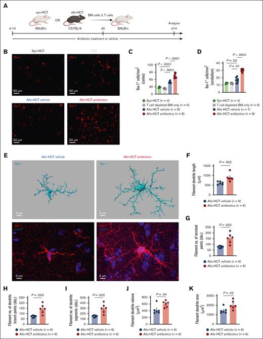 The microglia expand and exhibit highly branched morphology after antibiotic treatment in allo-HCT mice. (A) Schematic overview of the murine GVHD model. BALB/c mice were treated with antibiotics (daily dose of 1 mg metronidazole, 1 mg vancomycin, 1 mg gentamicin, and 1 mg cefoxitin in 200 μL water by oral gavage) or vehicle for 14 days before and 14 days after transplantation. BALB/c mice were lethally irradiated (split-dose 10 Gy) and transplanted with allogeneic or syngeneic BM (5 × 106 cells) and T cells (3 × 105 cells) from C57BL/6 (allo-HCT) or BALB/c (syn-HCT) donor mice. Organs were analyzed on day 14 after transplantation. (B) Representative images showing IF staining for Iba-1 in the cortex of BALB/c mice transplanted with either syngeneic BM and T cells (upper left), T-cell–depleted (TCD) allogeneic BM only (upper right), or allogeneic BM and T cells. Allo-HCT mice were treated with either vehicle (lower left) or antibiotics (lower right). The primary antibody was incubated for 24 hours at 4°C. Goat anti-rabbit immunoglobulin G (IgG; H + L) Alexa Fluor Plus 647 secondary antibody was incubated for 90 minutes at 4°C. Sections were imaged with Zeiss Axio Imager M2m fluorescence microscope with Plan-Apochromat 20×/0.8 M27 objective. Scale bar, 50 μm. (C-D) Scatter dot plots showing numbers of Iba-1+ cells per mm2 cortex (C) and cerebellum (D). BALB/c mice were transplanted with syngeneic BM and T cells, TCD allogeneic BM only, or allogeneic BM and T cells. Allo-HCT mice were treated with either vehicle or antibiotics as indicated. Experiment was performed twice and results were pooled. Dots represent individual mice. Error bars showing mean ± standard error of mean (SEM). P values were calculated using ordinary 1-way analysis of variance (ANOVA). (E) Representative images showing IMARIS-based 3-dimensional (3D) reconstruction of the microglia (upper panel) and IF staining for Iba-1 (red) and DAPI (4′,6-diamidino-2-phenylindole; blue; lower panel) in the cortex of GVHD mice treated with either vehicle (right column) or antibiotics (left column). The primary antibody was incubated for 48 hours at 4°C. Goat anti-rabbit IgG (H + L) Alexa Fluor 568 secondary antibody was incubated for 48 hours at 4°C. Nuclei were stained using DAPI. Sections were imaged with Zeiss LSM710 (Plan-Apochromat 63×/1.4 Oil DIC M27) or Zeiss LSM880 (Plan-Apochromat 63×/1.4 Oil DIC M27) confocal laser scanning microscopes. Scale bar: 5 μm. (F-K) Scatter dot plots showing IMARIS-based semiautomated quantification of the morphological parameter filament dendrite length (F), filament number of terminal points (G), filament number of dendrite branch points (H), filament number of dendrite segments (I), filament dendrite volume (J), and filament dendrite area (K). BALB/c mice were transplanted with allogeneic BM and T cells and treated with vehicle or antibiotics as indicated. Experiment was performed twice and results were pooled. Dots represent individual mice. Error bars showing mean ± SEM. P values were calculated using unpaired t test.