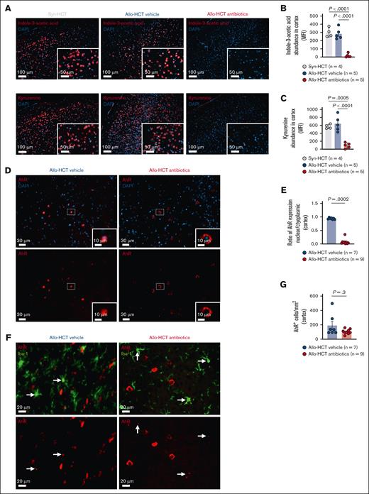 Nuclear translocation of AhR is reduced upon antibiotic treatment owing to the depletion of bacterial AhR ligands in the brain. (A) Representative images showing IF staining for indole-3-acetic acid (red, upper), kynurenine (red, lower), and DAPI (blue) in the cortex of mice transplanted with either syngeneic BM and T cells (syn-HCT) or allogeneic BM and T cells (allo-HCT) and treated with vehicle or antibiotics as indicated. The primary antibody was incubated for 24 hours at 4°C. Goat anti-rabbit IgG (H + L) Alexa Fluor Plus 647 or donkey anti-mouse IgG (H + L) Alexa Fluor Plus 647 secondary antibodies were incubated for 90 minutes at 4°C. Nuclei were stained using DAPI. Sections were imaged with Zeiss Axio Imager M2m fluorescence microscope with Plan-Apochromat 20×/0.8 M27 objective. Scale bar, 100 μm. (B) Scatter dot plot showing QuPath-based quantification (MFI) of the abundance of indole-3-acetic acid in the cortex. The MFI was calculated by DAPI-based cell segmentation with 2 μm cytoplasm thickness. Mice were transplanted with either syngeneic BM and T cells (syn-HCT) or allogeneic BM and T cells (allo-HCT) and treated with vehicle or antibiotics as indicated. Experiment was performed twice and results were pooled. Dots represent individual mice. Error bars showing mean ± SEM. P values were calculated using ordinary 1-way ANOVA. (C) Scatter dot plot showing QuPath-based quantification (MFI) of the abundance of kynurenine in the cortex. The MFI was calculated by DAPI-based cell segmentation with 2 μm cytoplasm thickness. Mice were transplanted with either syngeneic BM and T cells (syn-HCT) or allogeneic BM and T cells (allo-HCT) and treated with vehicle or antibiotics as indicated. Experiment was performed twice and results were pooled. Dots represent individual mice. Error bars showing mean ± SEM. P values were calculated using ordinary 1-way ANOVA. (D) Representative images showing IF staining for AhR (red) and DAPI (blue) in the cortex of GVHD mice transplanted with allogeneic BM and T cells and treated with vehicle (left) or antibiotics (right). Antibody was incubated for 24 hours at 4°C. Nuclei were stained using DAPI. Sections were imaged with Zeiss Axio Imager M2m fluorescence microscope with Plan-Apochromat 20×/0.8 M27 objective. Scale bar, 30/10 μm. (E) Scatter dot plot showing quantification of AhR translocation as nuclear-to-cytoplasmic expression ratio in the cortex of GVHD mice that were transplanted with allogeneic BM and T cells and treated with vehicle or antibiotics as indicated. Experiment was performed twice and results were pooled. Dots represent individual mice. Error bars showing mean ± SEM. P values were calculated using unpaired t test. (F) Representative images showing IF staining for Iba-1 (green) and AhR (red) in the cortex of GVHD mice that were transplanted with allogeneic BM and T cells and treated with vehicle (left) or antibiotics (right). White arrows indicating AhR-expressing Iba-1+ cells. The primary antibody was incubated for 24 hours at 4°C. Goat anti-rabbit IgG (H + L) AlexaFluor488 secondary antibody was incubated for 90 minutes at 4°C. Nuclei were stained using DAPI. (G) Scatter dot plot showing the number of AhR-expressing cells in the cortex of GVHD mice that were transplanted with allogeneic BM and T cells and treated with vehicle or antibiotics as indicated. Experiment was performed twice and results were pooled. Dots represent individual mice. Error bars showing mean ± SEM. P values were calculated using unpaired t test.
