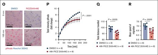 FICZ reduces microglial activation in vitro by inhibiting NF-κB/MAPK signaling. (A) Scatter dot plot showing fluorescence-activated cell sorting (FACS)–based quantification of CD68 expression in the primary microglia treated with DMSO or 500 nM FICZ for 48 hours as indicated. Experiment was performed twice and results were pooled. Dots represent independent biological replicates. Error bars showing mean ± SEM. P value was calculated using unpaired t test. (B) Representative histogram for the data shown in panel A. (C) Scatter dot plot showing FACS-based quantification of P2RY12 expression in the primary microglia treated with DMSO or 500 nM FICZ for 48 hours as indicated. Experiment was performed twice and results were pooled. Dots represent independent biological replicates. Error bars showing mean ± SEM. P value was calculated using unpaired t test. (D) Representative histogram for the data shown in panel C. (E-H) Representative western blots showing the expression of phospho–NF-κB p65 (E) and total NF-κB p65 (G) isolated from the primary microglia that were treated with DMSO or 500 nM FICZ for 48 hours as indicated. Scatter dot plots showing quantification (FC, normalized to vinculin) of phospho–NF-κB p65 (F) and total NF-κB p65 (H) protein isolated from the primary microglia treated with DMSO or 500 nM FICZ for 48 hours as indicated. Experiment was performed twice and results were pooled. Dots represent independent biological replicates. Error bars showing mean ± SEM. P values were calculated using unpaired t test. (I) Representative IF images depicting phospho–NF-κB p65 (green), CD11b (red), and DAPI (blue) derived from the primary microglia treated with either 1 μg/mL LPS or 500 nM FICZ for 48 hours + 1 μg/mL LPS as indicated. Primary antibodies and goat anti-rabbit IgG (H + L) Alexa Fluor 488 and anti-CD11b Alexa Fluor 647 antibodies were incubated for 1 hour at room temperature. Nuclei were stained using DAPI and high-content screening/image cytometry was performed using Olympus ScanR microscope (UPLSAPO 20×/0.75). Dotted circle, nucleus; scale bar, 100 μm. (J) Scatter dot plot showing quantification of the translocation of phospho–NF-κB p65 in the primary microglia treated with DMSO, 1 μg/mL LPS, or 500 nM FICZ for 48 hours + 1 μg/mL LPS as indicated. Quantification was done using Olympus ScanR analysis software 3.4.1. Cells were segmented using DAPI and CD11b, nuclei were defined by DAPI, and cytoplasm was defined by CD11b. Experiment was performed twice and results were pooled. Dots represent independent biological replicates. Error bars showing mean ± SEM. P values were calculated using ordinary 1-way ANOVA. (K) Representative histograms showing the quantification of nuclear translocation for phospho–NF-κB p65 in the primary microglia treated with DMSO, 1 μg/mL LPS, or 500 nM FICZ for 48 hours + 1 μg/mL LPS as indicated. (L-N) Scatter dot plots showing concentration (picograms per milliliter) of IL-6 (L), MCP-1 (M), and IL-10 (N) from the supernatant (MCM) of the primary microglia that were treated with DMSO, 1 μg/mL LPS, or 500 nM FICZ for 48 hours + 1 μg/mL LPS as indicated. Concentrations were determined by cytometric bead array. Dots represent independent biological replicates. Error bars showing mean ± SEM. P values were calculated using ordinary 1-way ANOVA. (O) Representative images indicating pHrodo intake (red) of the primary microglia treated with DMSO (left) or 500 nM FICZ for 48 hours (right) after 0 minute (upper) and 195 minutes (lower) as indicated. Nuclei stained with Hoechst 33342 (blue). High-content screening/image cytometry with live cell imaging was performed using Olympus ScanR microscope (UPLSAPO 20×/0.75). Scale bar, 100 μm. (P) Line diagram showing quantification (FC total intensity) of pHrodo intake of the primary microglia treated with DMSO or 500 nM FICZ for 48 hours as indicated. Analysis was done using the Olympus ScanR system and software 3.4.1. Cells were detected by an artificial intelligence–based approach.25 Experiment was performed twice and results were pooled. Dots represent independent biological replicates. Error bars showing mean ± SEM. P value was calculated using nonlinear fit. (Q-R) Scatter dot plots showing quantification of migration distance (Q) and mean migration speed (R) of the primary microglia during pHrodo intake. The cells were treated with DMSO or 500 nM FICZ for 48 hours as indicated. Analysis was done using the Olympus ScanR system and software 3.4.1. Cells were detected by an artificial intelligence–based approach.25 Experiment was performed twice and results were pooled. Dots represent independent biological replicates. Error bars showing mean ± SEM. P value was calculated using unpaired t test. MCM, microglia-conditioned medium.