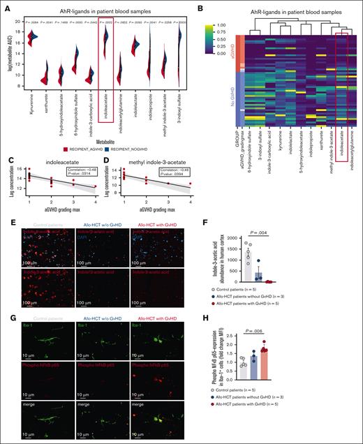 Indole-3-acetic acid is reduced in the blood and brain of patients with aGVHD. (A) Violin plots showing the abundance of different AhR ligands in blood samples of patients developing GVHD and patients without GHVD. (B) Heat map showing the column-scaled log abundance of different AhR ligands in blood samples of patients developing GVHD (red) and patients without GHVD (blue). (C) Scatterplot showing the correlation between indole-3-acetate concentration in blood samples and GVHD score of patients developing GVHD. Black line depicts the mean of a linear regression model with shaded areas indicating the 95% confidence interval. (D) Scatterplot showing the correlation between methyl indole-3-acetate concentration in blood samples and GVHD score of patients developing GVHD. Black line depicts the mean of a linear regression model with shaded areas indicating the 95% confidence interval. (E) Representative images showing IF staining for indole-3-acetic acid (red) and DAPI (blue) in the cortex of control patients (left), patients who had undergone allo-HCT without GVHD (middle), and patients who had received allo-HCT with GVHD (right). The primary antibody was incubated for 24 hours at 4°C. Goat anti-rabbit IgG (H + L) Alexa Fluor Plus647 secondary antibody was incubated for 90 minutes at 4°C. Nuclei were stained using DAPI. Sections were imaged with Zeiss Axio Imager M2m fluorescence microscope with Plan-Apochromat 20×/0.8 M27 objective. Scale bar, 100 μm. (F) Scatter dot plot showing quantification of the abundance of indole-3-acetic acid in human cortex of control patients, patients who had received allo-HCT without GVHD, and patients who had received allo-HCT with GVHD, as expressed MFI. Error bars showing mean ± SEM. P values were calculated using ordinary 1-way ANOVA. (G) Representative images showing IF staining for Iba-1 (green), phospho–NF-κB p65 (red), and DAPI (blue) in the cortex of control patients (left), patients who had received allo-HCT without GVHD (middle), and patients who had undergone allo-HCT with GVHD (right). The primary antibody was incubated for 24 hours at 4°C. Goat anti-rabbit IgG (H + L) Alexa Fluor Plus 647 and goat anti-rat IgG (H + L) Alexa Fluor 488 secondary antibodies were incubated for 90 minutes at 4°C. Nuclei were stained using DAPI. Sections were imaged with Zeiss LSM710 (Plan-Apochromat 63×/1.4 Oil DIC M27) or Zeiss LSM880 (Plan-Apochromat 63×/1.4 Oil DIC M27) confocal laser scanning microscopes. Scale bar, 10 μm. (H) Scatter dot plot showing quantification of the expression of phospho–NF-κB p65 in the cortical microglia of control patients, patients who had received allo-HCT without GVHD, and patients who had undergone allo-HCT with GVHD, as expressed FC MFI. Error bars showing mean ± SEM. P values were calculated using ordinary 1-way ANOVA. AUC, area under the curve; Max, maximum.