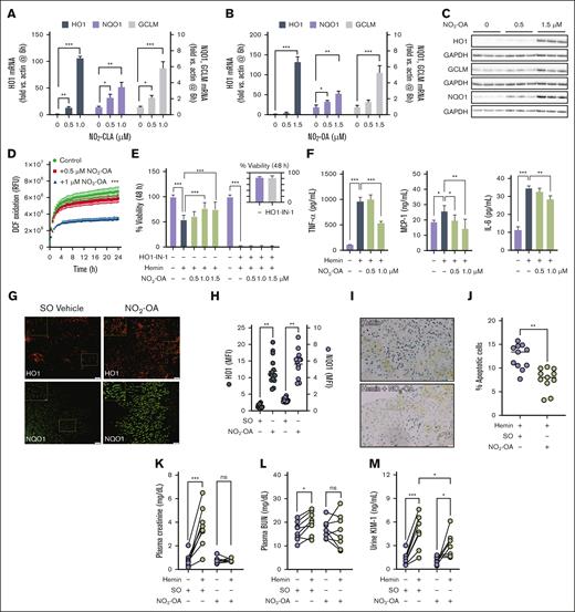 NO2-OA protects against hemin-induced renal injury in SCD. (A-B) Nrf2-dependent gene expression in HK2 cells treated with NO2-CLA and NO2-OA (n = 3). ∗P < .05, ∗∗P < .001, ∗∗∗P < .0001 by 1-way ANOVA and Dunnett posttest. (C) Protein expression 16 hours after NO2-OA in HK2 cells. (D) DCF oxidation by hemin (8 μM) with or without NO2-OA pretreatment (16 hours). ∗∗∗P < .0001 by 2-way ANOVA. (E) HK2 cell viability 48 hours after 40 μM hemin challenge with or without NO2-OA pretreatment (16 hours) and 10 μM HO-1-IN-1 (n = 7). ∗∗∗P < .0001 by 2-way ANOVA and Dunnett posttest. (E, inset) No effect of HO1-IN-1 on HK2 cell viability. (F) Cytokine production by J774a1 macrophages after 40 μM hemin in the presence or absence of NO2-OA (n = 4-6). ∗P < .05, ∗∗P < .001, ∗∗∗P < .0001 by 1-way ANOVA and Tukey posttest. (G-H) Representative micrographs and quantification of NQO1 and HO1 expression in the kidney of Townes’ SCD mice that received 2.5 mg/kg per day NO2-OA or SO for 3 weeks by oral gavage. Each point is a single field of view from 3 mice per group. The bar represents 100 μm. ∗∗P < .001 by unpaired t test. (I-J) Representative micrographs and apoptotic cell quantification by TUNEL assay in SCD mouse kidney 48 hours after hemin challenge (20 μM/kg IV) in the presence or absence NO2-OA treatment as before. The bar represents 20 μm. ∗∗P < .001 by t test. (K-M) Plasma creatinine, BUN, and urinary KIM-1 levels before and 48 hours after hemin challenge in SCD mice that received vehicle or NO2-OA pretreatment (n = 7-8 per group). ∗P < .05, ∗∗∗P < .0001 by 2-way repeated measures ANOVA and Fisher posttest. BUN, blood urea nitrogen; DCF, 2,7-dichlorodihydrofluorescein diacetate; GCLM, regulatory subunit of glutamate-cysteine ligase; HO1-IN-1, heme oxygenase-1-IN-1; h, hour; KIM-1, kidney injury molecule-1; MCP-1, monocyte chemoattractant protein-1; MFI, mean fluorescence intensity; mRNA, messenger RNA; NQO1, NAD(P)H:quinone dehydrogenase-1; SO, sesame oil vehicle; TNF-α, tumor necrosis factor-α.