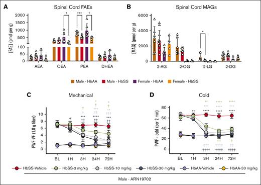 HbSS mice have constitutively reduced spinal PEA compared with HbAA control mice. (A) HbSS mice exhibited a constitutive reduction in spinal cord PEA, regardless of sex, and female HbSS mice showed reduced OEA compared with HbAA mice, measured with liquid chromatography tandem mass spectrometry. (B) Male HbSS mice had significantly reduced spinal 2-LG compared with HbAA mice. (C-D) Targeting the PEA degradative enzyme, NAAA, with ARN (IP) dose-dependently reduced mechanical and cold hyperalgesia in the 72-hour period after a single treatment in male HbSS mice compared with baseline (BL) recordings and vehicle treatment. Mean ± standard deviation (SD). In panels A-B, data were analyzed with an unpaired Student 2-tailed t test; and in panels C-D, data were analyzed with repeated measures 2-way analysis of variance (ANOVA) and the Tukey post hoc multiple comparisons test. ∗Indicates a difference compared with time-matched vehicle; and †indicates a difference compared with respective BL. ∗,†P < .05; ∗∗,††P < .01; ∗∗∗,†††P < .001; ∗∗∗∗,††††P < .0001. Age: 3.5 to 5.0 months. Panels A-B: male HbAA, n = 7; male HbSS, n = 11; female HbAA, n = 6; female HbSS, n = 6; panels C-D: ARN, HbSS vehicle, n = 9; HbSS 3 mg/kg, n = 4; HbSS 10 mg/kg, n = 5; HbSS 30 mg/kg, n = 5; HbAA vehicle, n = 5; HbAA 30 mg/kg, n = 6. 2-DG, 2-docosahexaenoyl-sn-glycerol; 2-LG, 2-linoleoyl-sn-glycerol; 2-OG, 2-oleoyl-sn-glycerol; BW, body weight; MAG, monoacylglycerols; PWF, paw withdrawal frequency; VF, von Frey.