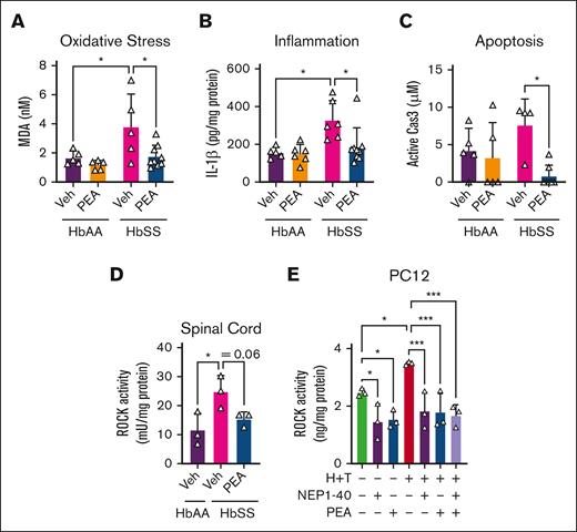 PEA reduces markers of spinal cord inflammation and neuronal degeneration. After 14-day PEA treatment (IP 20 mg/kg per day), spinal cords of female HbSS mice compared with vehicle (Veh) show a significant reduction in (A) MDA, a marker of lipid peroxidation and oxidative stress; (B) IL-1β, a marker of inflammation; and (C) Cas3, marker of apoptosis. (D) ROCK activity is significantly increased in HbSS spinal cords compared with HbAA mice, and this was abrogated with 14-day PEA (IP 20 mg/kg per day) treatment. (E) Incitement of a sickle microenvironment with TNF-α (1 ng/mL) and hemin (40 μM) significantly increases ROCK activity in differentiated PC12 cells, which was ameliorated with NEP1-40 (2 μM) or PEA (30 μM). Mean ± SD. In panels A-C, data were analyzed using 2-way ANOVA and the Tukey post hoc multiple comparisons test. In panels D-E, data were analyzed with unpaired Student 2-tailed t test. ∗Indicates a difference compared with Veh. ∗P < .05; ∗∗∗P < .001. Age: 3.5 to 5.0 months. For panels A-C, n = 6 per condition; and panels D-E, n = 3 per condition. Cas3, caspase-3.
