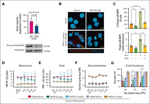 Inhibition of p38-MAPK ameliorates chronic hyperalgesia in HbSS mice. (A) Western immunoblotting revealed decreased p38-MAPK phosphorylation in the spinal cord of HbSS mice treated with PEA (IP, 14 days, 20 mg/kg per day). (B) PEA (30 μM) reduced phosphorylation of p38-MAPK and nuclear translocation of phosphorylated p38-MAPK in primary DRG neurons collected from female HbSS mice. Representative images of DRG neurons treated with Veh (complete media), TNF-α (1 ng/mL)/hemin (40 μM), and/or PEA (30 μM) immunolabeled with primary rabbit anti-mouse phospho-p38-MAPK (1:100; catalog no. 9211S, Cell Signaling Technology), secondary Cy3 AffiniPure donkey anti-rabbit immunoglobulin G (H+L), Absorption max: 550 nm and Excitation max: 570 nm (1:500; catalog no. 711-165-152, Jackson ImmunoResearch, West Grove, PA) antibodies, and DAPI (4′,6-diamidino-2-phenylindole) nuclear counterstain (1:25 000; catalog no. D1306, Invitrogen, Thermo Fisher). (B-C) DRG neurons showing p38-MAPK phosphorylation and phospho-p38-MAPK nuclear colocalization were enumerated and averaged in 6 fields of view per subject. Incitement of a sickle microenvironment significantly increased phospho-p38-MAPK nuclear colocalization, which was completely attenuated with PEA cotreatment. Z-stacks of 10× 0.5-μm images were acquired on a laser scanning confocal microscope (Zeiss LSM 900, Carl Zeiss AG) using a plan-apochromat 63× oil M27 objective lens. (D-G) Targeting p38-MAPK with Nef dose-dependently (oral 6 or 12 mg/kg twice daily) reduced PWF in response to mechanical and cold stimuli and reduced cold aversion at days 7 and 14 of treatment, without affecting grip force in female HbSS mice, suggesting reduced hyperalgesia. Mean ± SD. In panels A-C, data were analyzed with unpaired Student 2-tailed t test. In panels D-G, data were analyzed with 2-way ANOVA and the Tukey post hoc multiple comparisons test. ∗Indicates difference compared with Veh; †indicates difference compared with corresponding BL. ∗,†P < .05; ∗∗,††P < .01; ∗∗∗,†††P < .001; ∗∗∗∗P < .0001. Age: 3.5 to 5.0 months. For panels A-C, n = 3 per condition; panels D-G; female HbSS Veh, n = 5; female HbSS Nef 6 mg/kg, n = 5; female HbSS Nef 12 mg/kg, n = 5; female HbAA Veh, n = 6; female HbAA Nef 12 mg/kg, n = 6. BW, body weight; IR, immunoreactivity; PWF, paw withdrawal frequency; Temp, temperature; VF, von Frey.