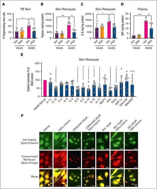 PEA reduces MC degranulation, inflammation, and extracellular trap formation. (A) PEA (IP, 20 mg/kg per day) administration for 14 days significantly reduced percentage of degranulating MCs observed with TB staining in the skin of female HbSS mice compared with Veh treatment. (B-C) PEA significantly reduced tryptase and IL-6 in skin releasate of HbSS mice compared with Veh treatment, which is constitutively elevated compared with HbAA mice. (D) SAP is constitutively increased in the circulation of HbSS mice compared with HbAA mice, and SAP is significantly reduced after 14-day PEA (IP, 20 mg/kg per day) administration. (E) Cytokine microarray revealed a significant reduction in pro-inflammatory and mast cell–mediating cytokines IL-1ß, IL-5, IL-6, IL-10, IL-12, IL-17, IFN-γ, and TNFα in skin releasate of female PEA-treated HbSS mice compared to female vehicle-treated HbSS mice. (F) Overnight treatment of MCs from HbSS mouse skin with TNF-α (1 ng/mL) and hemin (40 μM) increased MCET formation, indicated by explosion of nuclear content observed with Syto 13 and Sytox Orange staining of DNA. Mixed CB1 and CB2 agonist CP55,940 (30 μM) attenuated MCET formation. PEA treatment (10 and 30 μM) dose-dependently reduced MCET formation. Mean ± SD. In panels A-D, data were analyzed using 2-way ANOVA and the Tukey post hoc multiple comparisons test. In panel E, data were analyzed using unpaired Student 2-tailed t test. In panel F, scale bar = 40 μm. ∗P < .05; ∗∗P < .01; ∗∗∗P < .001; ∗∗∗∗P < .0001. Age: 3.5 to 5.0 months. For panels A-D, n = 4-6; panel E, n = 9 per condition. GM-CSF, granulocyte-macrophage colony-stimulating factor; IFN-γ, interferon gamma; MCP1, monocyte chemoattractant protein; MIP-1α, macrophage inflammatory protein-1; RANTES, regulated on activation normal T-cell expressed and secreted protein; TB, toluidine blue.