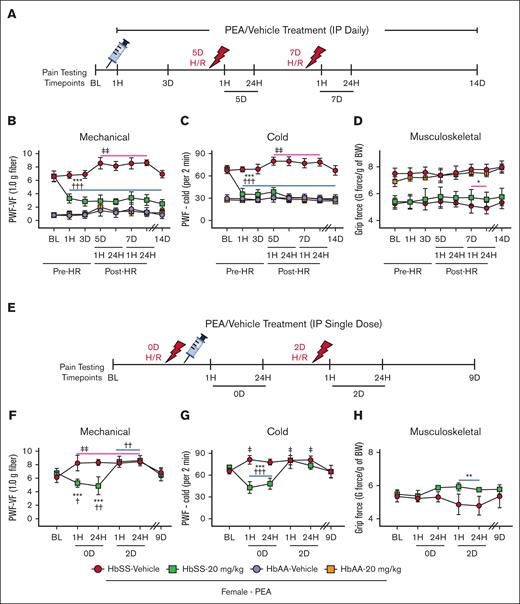 PEA administration ameliorates acute hyperalgesia in HbSS mice. (A) Pretreatment schema: mice are treated with PEA (IP, 20 mg/kg per day) for 14 days; H/R, hypoxia (3 hours at 8% O2) followed by reoxygenation (1 hour at ∼21% O2, normoxia), is incited on days 5 and 7; and hyperalgesia testing is performed at BL, 1 hour and 72 hours after start of daily treatment, 1 hour and 24 hours after first and second incitement of H/R, and finally on day 14 after start of treatment. (B-C) PEA treatment significantly reduces mechanical and cold hyperalgesia and prevents H/R-induced acute hyperalgesia, which is significantly increased in Veh-treated HbSS mice compared with BL. (D) PEA-treated HbSS mice also show increased grip force suggestive of less musculoskeletal hyperalgesia after second incitement of H/R compared with Veh treatment. (E) H/R-responsive treatment schema: mice are treated with a single dose of PEA (IP, 20 mg/kg) immediately after first incitement of H/R; H/R is incited on days 0 and 2; and hyperalgesia testing is performed at BL, 1 hour and 24 hours after first and second incitement of H/R, and finally on day 9 after start of experiment. (F-G) PEA treatment significantly reduces H/R-evoked mechanical and cold hyperalgesia 1 hour and 24 hours after incitement compared with Veh treatment and BL, however the second incitement of H/R significantly increases mechanical and cold hyperalgesia compared with BL regardless of treatment. (H) PEA treatment also shows increased grip force suggestive of less musculoskeletal hyperalgesia after second incitement of H/R in sickle cell mice compared with Veh treatment. Mean ± SD. In panels B-D,F-H, data were analyzed using repeated measures 2-way ANOVA and the Tukey post hoc multiple comparisons test. ∗Indicates difference compared with time-matched Veh; †indicates difference compared with SS-PEA BL; ‡indicates difference compared with SS-Veh BL. ∗,†,‡P < .05; ∗∗,††,‡‡P < .01; ∗∗∗,†††P < .001. Age: 3.5 to 5.0 months. For panels B-D: PEA female, HbAA Veh, n = 9; HbAA 20 mg/kg, n = 6; HbSS Veh, n = 10; HbSS 20 mg/kg, n = 10; panels F-H: HbSS Veh, n = 5; HbSS 20 mg/kg, n = 6. BW, body weight; HR, hypoxia/reoxygenation; PWF, paw withdrawal frequency; VF, von Frey.