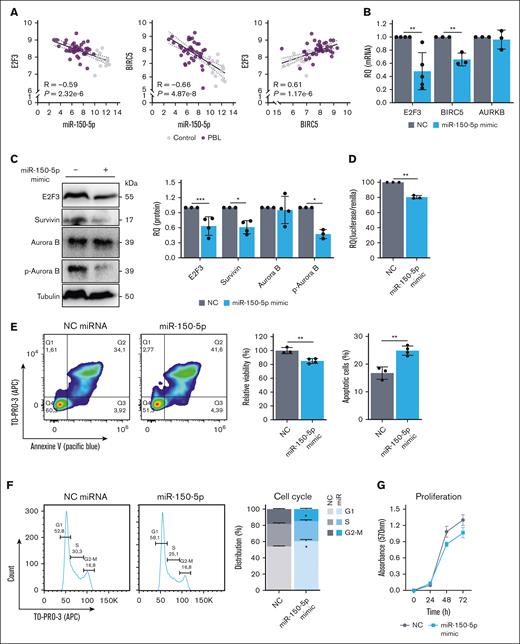 Tumor suppressor role of miR-150-5p in PBL. (A) Spearman correlation between the expression of miR-150-5p and its targets BIRC5 and E2F3, as well as correlation between E2F3 and BIRC5 (E2F3 target). PBL and controls are represented in purple and gray, respectively. (B) Relative E2F3, BIRC5, and AURKB gene expression by reverse transcription polymerase chain reaction (RT-qPCR) at 72 hours. (C) E2F3, survivin, Aurora B, and p-Aurora B protein expression by western blot at 72 hours (left) and relative protein expression (right). (D) Relative luciferase activity (RQ) normalized to Renilla activity comparing HEK-293T cells transfected with miR-150-5p mimic or with NC miRNA and plasmid that contains luciferase gene followed by BIRC5 3′untranslated region. (E) Flow cytometry plots (left) of apoptosis at 24 hours by annexin V (Pacific Blue)/TO-PRO-3 (APC) staining and flow cytometry; plots (right) of relative viability and percentage of apoptotic cells (early plus late) of cells nucleofected with miRNA NC and miR-150-5p mimic, normalized to PBL-1 nontreated cells. (F) Cell cycle at 24 hours by flow cytometry and staining with TO-PRO-3 and flow cytometry. The percentage of cells in each phase of the cell cycle is shown. (G) 3-(4,5-dimethylthiazol-2-yl)-2,5-diphenyltetrazolium bromide assay indicates cell proliferation of cells treated with NC miRNA or miR-150-5p mimic at 0 hour and after 24, 48, and 72 hours of treatment. All figures represent PBL-1 nucleofected with NC miRNA in gray and with miR-150-5p mimic in blue. The t test was used for statistical analysis; ∗P < .05; ∗∗P < .01; ∗∗∗P < .001. All experiments were performed in triplicates unless otherwise specified. NC, negative control; RQ, relative quantity.