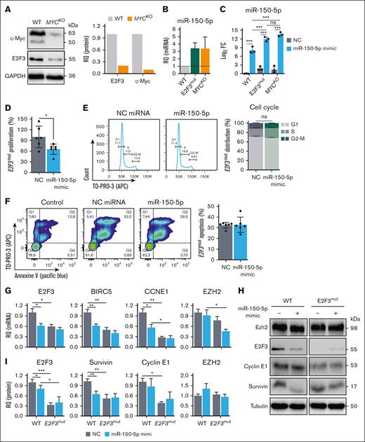 The antitumoral effect of miR-150-5p is diminished in E2F3mut cells. (A) Protein expression of E2F3, c-Myc, and in PBL-1 (WT; gray) and MYCKO (orange) cells showing the western blot plots (left) and relative expression (RQ; right) normalized to GAPDH. (B) Relative expression (RQ) of miR-150-5p in WT (gray), E2F3mut (green), or MYCKO (orange) cells. (C) Comparison of miR-150-5p expression when cells are transfected with NC miRNA (gray) or miR-150-5p mimic (blue) into WT, E2F3mut, or MYCKO cells, measured by RT-qPCR. (D) Cell proliferation was evaluated by 3-(4,5-dimethylthiazol-2-yl)-2,5-diphenyltetrazolium bromide assays in NC miRNA and miR-150-5p mimic–transfected E2F3mut cells. (E) Cell cycle stages were assessed by flow cytometry with TO-PRO-3 staining and flow cytometry at 72 hours in E2F3mut cells transfected with NC miRNA or miR-150-5p mimic; figures show the percentage of cells in each stage. (F) Flow cytometry plots of apoptosis (left) evaluated by annexin V (Pacific Blue)/TO-PRO-3 (APC) staining 24 hours after transfection. Plots of relative viability of miR-150-5p transfected cells normalized to NC miRNA transfected ones; and percentage of apoptotic (early plus late) E2F3mut cells. (G) Gene expression (RT-qPCR) of miR-150-5p targets in WT vs E2F3mut transfected cells with NC or miR-150-p mimic. (H) Western blot plots of the protein expression of miR-150-5p targets in WT vs E2F3mut transfected cells with NC or miR-150-p mimic. (I) Relative protein expression of miR-150-5p targets. All experiments were performed in biological triplicates and technical duplicates, unless otherwise specified. Statistical significance was determined by t test. ∗P < .05; ∗∗P < .01; ∗∗∗P < .001. GAPDH, glyceraldehyde-3-phosphate dehydrogenase; ns, not significant.