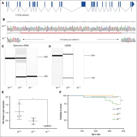Targeting of the f8 locus produces a null allele. (A) Structure of the f8 zebrafish gene and location of the exon 4 deletion. (B) Sequencing of f8–/– cDNA demonstrates a 113 bp deletion resulting in a frameshift mutation with a premature stop codon. Amplification of (C) genomic DNA and (D) cDNA from f8+/− incrosses. (E) RT-qPCR performed in f8+/− incrosses; f8–/– fish show a significant decrease of 90% (± 28%) expression levels compared to f8+/+. The mean cycle threshold (Ct) values were compared to the reference gene β-actin to calculate the relative fold change. Error bars represent standard deviation, and statistical significance was determined by a Student t test (P = .03). (F) Survival curves of zebrafish offspring from an f8 heterozygous incross starting at 3 months of age shows a statistically significant loss of 25% of homozygotes by 1 year of age (∗∗P < .002 by log-rank Mantel-Cox testing), f8+/+ n = 23, f8+/− n = 42, f8–/– n = 29. ∗, P < .05.