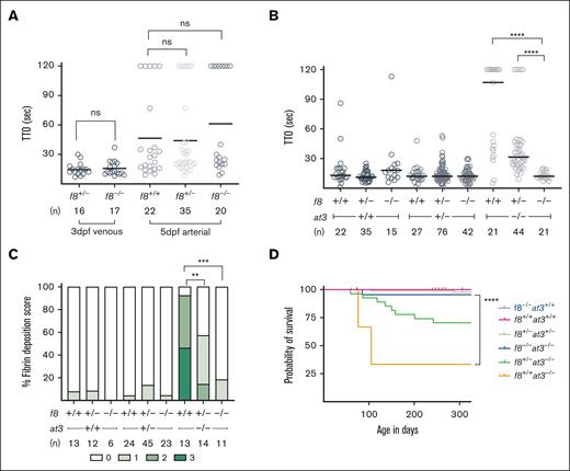 f8 mutants show an altered hemostatic balance compared to mammals. (A) FVIII-deficient zebrafish laser-mediated endothelial injury of the PCV was performed on larvae at 3 dpf, and dorsal aorta at 5 dpf. The TTO was not significantly different in f8–/– compared to f8+/− clutchmates (Mann-Whitney U test P > 1). Circles represent individual larvae. Horizontal bars represent the median TTO. (B) Laser-mediated injury on f8+/−;at3+/− incrosses reveal that loss of FVIII reverses the at3–/– phenotype. In the at3–/– background, the increased TTO is reversed by mutation of f8 in a dose-dependent fashion (∗∗∗∗P < .001 by Mann-Whitney U testing). (C) Fibrin deposition observed in 5 dpf fgb-egfp larvae resulting from f8+/−;at3+/− incrosses. Bar graph represents the percentage of larvae in each fibrin deposition category: score 0 having no GFP-labeled fibrin deposits in the PCV, score 1 with <5 occurrences, score 2 with 5 to 25 occurrences, and score of 3 with widespread continuous threads of fibrin in the PCV and/or surrounding regions. Overall statistical significance was determined by Kruskal-Wallis and pairwise comparisons among the f8+/+;at3–/–, f8+/−;at3–/–, and f8–/–;at3–/– mean fibrin scores by a Wilcoxon rank sum test with a Bonferroni correction (∗∗P < .005; ∗∗∗P < .0005). (D) Survival curve of zebrafish offspring from f8+/−;at3+/− incrosses shows that loss of f8 rescues the at3–/– lethal phenotype with a statistically significant difference between f8+/+;at3–/– and f8–/–;at3–/– (∗∗∗∗P < .0001 by log-rank Mantel-Cox testing). f8+/+;at3+/+ n = 22, f8+/−;at3+/− n = 83, f8+/+;at3–/– n = 3, f8+/−;at3–/–, n = 27, f8–/–;at3–/–, n = 22, f8–/–;at3+/+ n = 18. ns, nonsignificant.