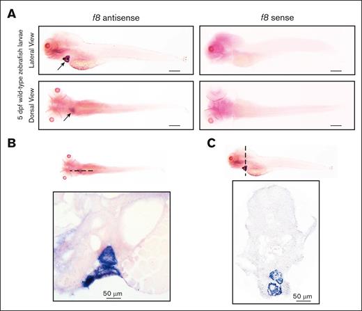 WISH of f8 expression in wild-type zebrafish larvae at 5 dpf. (A) In situ hybridization with an antisense probe shows f8 expression in the heart, while a sense control probe shows no signal. Scale bars, 500 μm. f8 expression is located in the atrial and ventricular walls of the heart as shown in (B) sagittal and (C) transverse sections (10 μm) of stained larvae.
