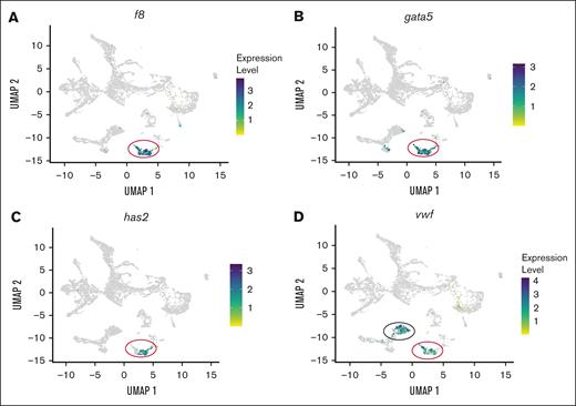 scRNA-seq analysis of f8 and vwf expression in endothelial cells isolated from kdrl-egfp transgenic zebrafish larvae. (A) UMAP (uniform manifold approximation and projection) projection scRNA-seq data from endothelial cells showing f8 expression localized specifically to the endocardial cluster, marked by a red circle. (B-C) Colocalization analysis of f8 with endocardial endothelial–specific markers gata5 and has2 confirms endothelial-specific expression of f8. The red circle marks the endocardial cluster. (D) Expression pattern of vwf, demonstrating localization in both the endocardial (red circle) and arterial endothelial (black circle) clusters.