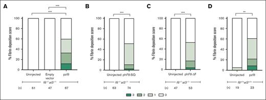 Overexpression of FVIII results in thrombosis. Either f8+/+;at3+/+ or f8–/–;at3–/– zebrafish, both in the fgb-gfp background, were incrossed and 1-cell stage embryos injected with pzf8, phF8-SQ, or phF8-ΔF and evaluated for spontaneous thrombi formation via fibrin deposition scoring at 5 dpf. pzf8 injected into (A) f8–/–;at3–/– and (D) f8+/+;at3+/+ zebrafish larvae exhibited statistically significant spontaneous thrombus formation. Empty vector demonstrates the baseline thrombus formation in f8–/–;at3–/– zebrafish larvae without functional FVIII activity. (B) phF8-SQ and (C) phF8-ΔF injected into f8–/–;at3–/– zebrafish larvae demonstrated statistically significant levels of spontaneous thrombi. Statistical significance was determined by ordinal logistic regression followed by Dunnett adjustments (∗∗∗P < .001; ∗∗P < .01).