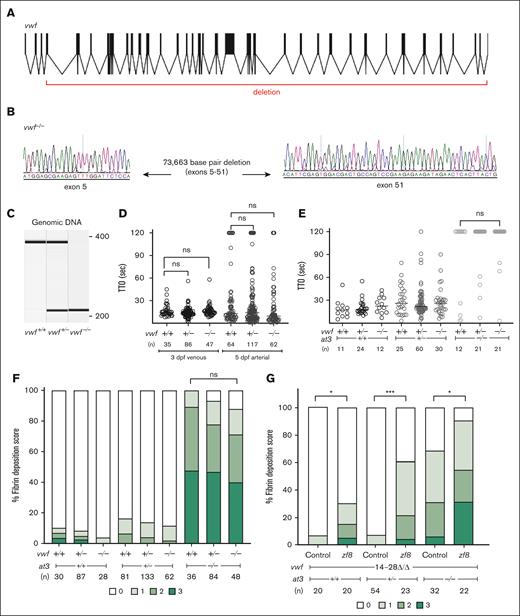 Genome engineering of a large deletion in vwf. (A) The structure of the vwf gene in zebrafish, with deletion indicated. (B) Sequencing of vwf–/– fish shows a large deletion (73.7 kb) between exons 5 and 51. (C) Genomic DNA amplification of vwf mutants. (D) Laser-mediated endothelial injury was performed on larvae at 3 dpf (venous) and 5 dpf (arterial). The TTO was not significantly different among vwf mutant clutchmates (Mann-Whitney U, P = .5 for venous and P = .04 for arterial, only values <.03 are considered significant after Bonferroni correction). Circles represent individual larvae. Horizontal bars represent the median TTO. (E) Laser-mediated injury at 3 dpf from an incross of vwf+/−;at3+/− shows no change in the at3–/– DIC bleeding phenotype with loss of Vwf (Mann-Whitney U, P = .12). (F) Spontaneous fibrin deposition observed in 5 dpf larvae from vwf+/−;at3+/− incrosses. Bar graph represents percentage of larvae in each category: score 0 having no GFP-labeled fibrin deposits in the PCV, score 1 <5 occurrences, score 2 with 5 to 25 occurrences, and score 3 with widespread continuous threads of fibrin in the PCV and/or surrounding regions. Statistical significance was determined by Kruskal-Wallis testing and pairwise comparisons among vwf+/+;at3–/–, vwf+/−;at3–/–, and vwf–/–;at3–/– (P = .3). Larvae were confirmed to express the fgb-egfp transgene in the liver prior to scoring. (G) pzf8 injected into 1-cell stage embryos collected from vwf14-28Δ/Δ;at3+/− incrosses and evaluated for spontaneous thrombi formation via fibrin deposition scoring at 5 dpf. pzf8 injected zebrafish larvae exhibited significant fibrin deposition compared to uninjected controls in all genotypes. Statistical significance was determined by ordinal logistic regression followed by Dunnett adjustments (∗∗∗P < .001; ∗P < .05). ns, nonsignificant.
