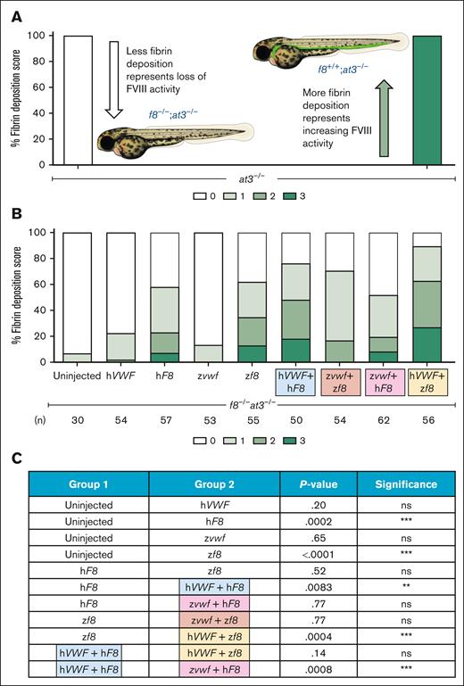 Cross-species rescue of fibrin deposition in f8–/–;at3–/– larvae by FVIII and VWF. (A) Model demonstrating the effect of FVIII levels on fibrin deposition. (B) f8–/–;at3–/– zebrafish larvae were injected with various combinations of plasmids encoding human (h) and zebrafish (z) FVIII and VWF and analyzed for fibrin deposition at 5 dpf by an observer blinded to condition. Injection groups included: uninjected controls, hVWF, hF8, zvwf, zf8, coinjection of hVWF + hF8, coinjection of zvwf + zf8, and cross-species combinations (hVWF + zf8 and zvwf + hF8). (C) Comparison of various groups shows that hVWF, but not zvwf, enhances fibrin deposition in combination with human or fish FVIII. Statistical analysis was performed using ordinal logistic regression followed by Dunnett's adjustments. (∗P < .05, ∗∗P < .01, ∗∗∗P < .001). ns, nonsignificant.