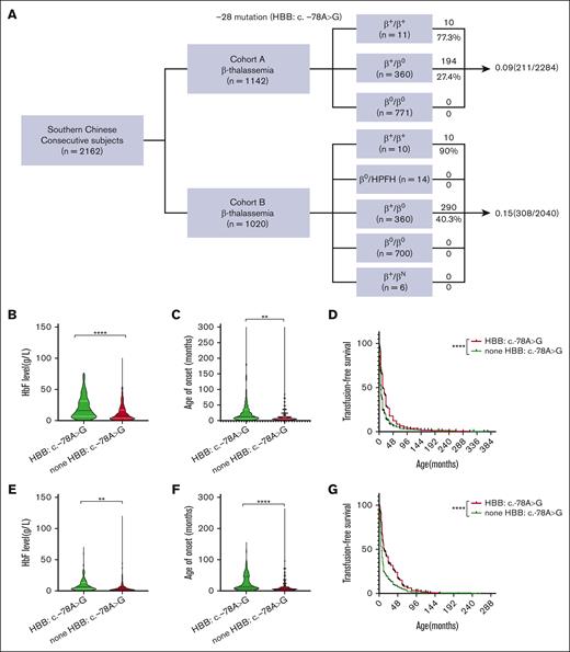 The prevalence of HBB:c.-78A>G mutations in the Chinese population and phenotype-genotype association between the HBB:c.-78A>G and the clinical severity of patients with β-thalassemia. (A) Two cohorts, including a previously established discovery cohort (1142 patients with β-thalassemia) and a validation cohort (1020 patients with β-thalassemia), were screened for the HBB:c.-78A>G. The frequency and number of the HBB:c.-78A>G mutant allele in each cohort were revealed. The validation cohort includes 14 patients with β0/HPFH, in which HPFH refers to Chinese HPFH and SEA HPFH, 6 β0/βN refers to these genotypes including 4 HBB:c.316-197C>T/βN, 1 HBB:c.52A>T/βN, and 1 HBB:c.126_129delCTTT/βN. (B) The effects of HBB:c.-78A>G genotypes on the levels of Hb F in the peripheral blood in 1142 patients with β-thalassemia. The data were obtained by comparing 204 cases with HBB:c:-78A>G mutation and 938 samples without this mutation as control. Graphs depict the mutated group (green column) and none HBB:c.-78A>G group (red column), presented as the means ± standard error of the mean (SEM). (C) The effects of HBB:c.-78A>G genotypes on the age of onset in the 1142 patients with β-thalassemia, presented as the means ± SEM (∗∗P ≤ .001). (D) The effects of HBB:c.-78A>G genotypes on survival time without transfusion (month) in the discovery cohort. Kaplan-Meier survival curves for the comparison of HBB:c.-78A>G cases with or without the HBB:c.-78A>G mutation. The 2 colored lines represent the 2 groups. We used the log-rank test to compare the median age at first transfusion between the 2 groups (P < .0001). (E) The effects of HBB:c.-78A>G genotypes on the levels of Hb F in the peripheral red blood cells in the validation cohort (1020 patients with β-thalassemia). (F) The effects of HBB:c.-78A>G genotypes on age of onset in 1020 patients with β-thalassemia. (G) The effects of HBB:c.-78A>G genotypes on survival time without transfusion (month) in 1020 patients with β-thalassemia. In the graphs, asterisks indicate levels of statistical significance. ∗∗P < .01; ∗∗∗P < .001; and ∗∗∗∗P < .0001.