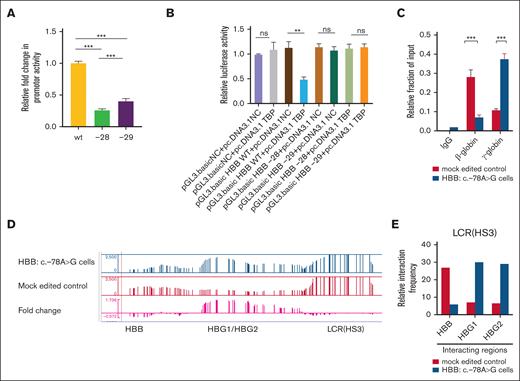 HBB mutation binds with TBP and verifies the competitive interaction between HBB, HBG, and LCR. (A) pGL3-basic plasmid was inserted in WT sequences, and HBB was c.-78A>G mutant HBB promoters cotransfected them with the TK (Renilla Luciferase-Thymidine Kinase Plasmid) reference plasmid into 293T. The results reveal the changes in luminescence optical density values of the WT (HBB WT promoter), -28(HBB: c.-78A>G), and -29(HBB:c.79A>G) mutation to determine the changes in promoter activity. (B) Co-transfection of pGL3-basic negative control, HBB WT, HBB-28(HBB:c.-78A>G), or HBB-29(HBB:c.-79A>G) and plasmids with pcDNA3.1 NC or TBP plasmid into 293T cells. (C) ChIP-qPCR assay for TBP or IgG occupancy at HBB:c.-78A>G and mock-edited control HUDEP-2 cells. (D) 4C profiles of HS3 in populations of HBB:c.-78A>G–edited and mock-edited control HUDEP-2 cells (n = 2). The positions of the β-globin locus genes are indicated below the profiles. The 4C track file comes from the.wig.gz file of the data analysis results of the Pipe 4C pipeline. Fold change = (experimental group 4C track/control group 4C track) – 1. When the fold change is >0, it indicates an upregulation of interaction strength in the experimental group, whereas downregulation of interaction strength in the experimental group is illustrated if the fold change is <0. (E) Quantitative analysis of relative interaction frequency between the captured bait and the interacting regions. Data shown are the means ± SEM. Statistical significance was calculated using the Student t test. Asterisks indicate levels of statistical significance. ∗∗P < .01; and ∗∗∗∗P < .0001. IgG, immunoglobulin G; ns, no significance.