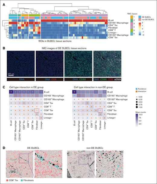 TME classes and cell type interaction differ in DE and non-DE DLBCL samples. (A) Heat map showing the classes of TME classes across samples. Subset frequency was normalized to total cells and row scaled by z score. (B) Representative images showed the expression of indicated markers in the scanning area. Scale bar, 200 μm. (C) Circles indicating patterns of cell-cell interactions/avoidance for DE (n = 10) and non-DE (n = 8). The circle size shows the percentage of ROIs with significant interactions/avoidance determined by the permutation test. Rows represent the cell type of interest (center cell), and columns represent other cell types surrounding the interest cell type (neighboring cell). Colors in the heat map indicate the Pearson correlation between cell types across all ROIs in DE and non-DE, respectively. (D) Representative images showed the distribution of CD8+ Tex cells and fibroblasts in DE and non-DE DLBCL tissues. FFPE, formalin-fixed paraffin-embedded.