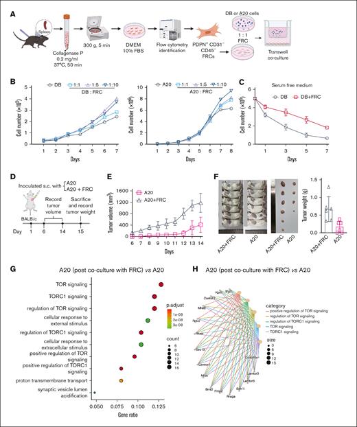 Coculture with fibroblasts promoted cell proliferation and enhanced the mTOR/S6 pathway. (A) Primary fibroblasts were obtained from mice spleen via centrifugation. FRCs were cocultured with DLBCL cells in a transwell coculture system. (B) DB or A20 cells were cocultured with FRCs for indicated days at various ratios. The number of DB cells was recorded by cell counting. (C) In a serum-free medium, the number of DB cells, with or without the coculture with FRCs, was determined by cell counting. (D) A schematic illustration of animal models. (E) Tumor volume was measured every day once the tumors became palpable. (F) Mice were euthanized on day 15, and tumors were dissected and weighed. (G) A20 cells were cocultured with FRCs using the transwell coculture system for 24 hours before RNA sequencing (RNA-seq) sample preparation. GO enrichment for upregulated genes of “FRC cocultured with A20” vs A20. The yellow-green color scale corresponds to the enrichment significance of the genes. Dot size is proportional to the number of genes annotated to the corresponding categories. P values are calculated by Fisher exact test. (H) A20 cells were cocultured with FRCs using the transwell coculture system for 24 hours before RNA-seq sample preparation. Network of “FRC cocultured with A20” upregulated genes and enriched concepts. Different colors represent various categories, and the size of the dots corresponds to the number of genes linked to each category. DMEM, Dulbecco modified Eagle medium; FBS, fetal bovine serum.