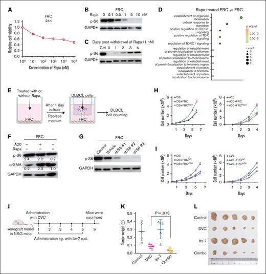 Suppression of p-S6 inhibited DLBCL cell proliferation and sensitized chemotherapy. (A) Primary mice fibroblasts (FRCs) were treated with the indicated concentration of Rapa for 24 hours. Relative cell viability was determined by CCK-8 assay. (B) FRCs were treated with the indicated concentrations of Rapa for 24 hours. Cell lysates were collected and the expression of p-S6 was determined by western blotting. (C) FRCs were treated with 1 nM of Rapa for 24 hours, and were collected at 1 to 4 days after withdrawal of Rapa. The expression of p-S6 was determined by western blotting. (D) FRCs were treated with 1 nM of Rapa for 24 hours before RNA-seq sample preparation. GO enrichment for downregulated genes of “Rapa-treated FRC” vs FRC. The red-green color scale corresponds to the enrichment significance of the genes. Dot size is proportional to the number of genes annotated to the corresponding categories. P values are calculated by Fisher exact test. (E) A schematic diagram of FRCs treatment with Rapa and coculture with DLBCL cells. (F) FRC lysates were collected to determine the protein expression of p-S6 and α-SMA. (G) FRCs were treated with shS6 to knock down the level of p-S6. (H) FRCs were pretreated with Rapa to suppress the expression of p-S6 and then cocultured with DB or A20 cells. DB or A20 cell number was counted by Countstar. (I) FRCs were pretreated with shS6 to suppress the expression of p-S6 and then cocultured with DB or A20 cells. DB or A20 cell number was counted by Countstar. (J) A schematic diagram of in vivo antitumor study using DB xenograft mice. (K) Tumors were weighted after dissection on day 9. (L) Photos of tumors were taken accompanied by the scale. DVC, DOX+VCR+CTX; GAPDH, glyceraldehyde-3-phosphate dehydrogenase; Rapa, rapamycin.