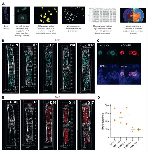 Persistency of MKs and infiltration of T cells in the BM over the course of BMF. (A) Image processing workflow for multi-photon images. (B) MPM imaging of mouse sterna with CD41 APC channel (teal), demonstrating persisting MK signal over the course of BMF. (C) Large CD41+ cells coexpress CD42d, split channel image of cells identified as MKs, left to right, CD41 channel, CD42d channel, DAPI channel, merged channel. (D) Individual value plots of MK per image volume over the course of BMF. (E) MPM imaging of DsRed lymphocytes infiltrating into the BM cavity over the course of BMF. D, day; DAPI, 4′,6-diamidino-2-phenylindole; PE, phycoerythrin.