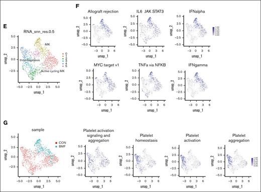 MK scRNA-seq. (A) UMAP of scRNA-seq results with identification of different clusters including MKs, T cells, B cells, granulocytes, RBCs, and macrophages. Orange (day-14 BMF), blue (CON). (B) Confirmation of MK cluster by high expression of glycoprotein V (Gp-5), platelet factor 4 (Pf-4), integrin 2 β (Itga2β, Cd41), tubulin β class 1 (Tubb1). (C) GSEA of differentially upregulated gene pathways in day-14 BMF MKs compared with control MKs. (D) Upregulation of genes pertaining to immune activation and antigen presentation and reduction in genes pertaining to platelet function. Individual value plots of Stat1, H2-K1, Nlrc5, Vwf, Igf1r, and Akt3 gene expression of day-14 BMF (orange) and CON (blue). (E) MK subsets. MKs were extracted from whole BM scRNA-seq (panel A), and MK Clusters 0 to 5 were identified. These MKs were classified into 3 groups based on the gene pathways (F). (G) Distribution of BMF and control groups across MK clusters. CA2, calcium2+; CON, normal control; iMK, immune megakaryocyte; IL6, interleukin 6; NES, normalized enrichment score.