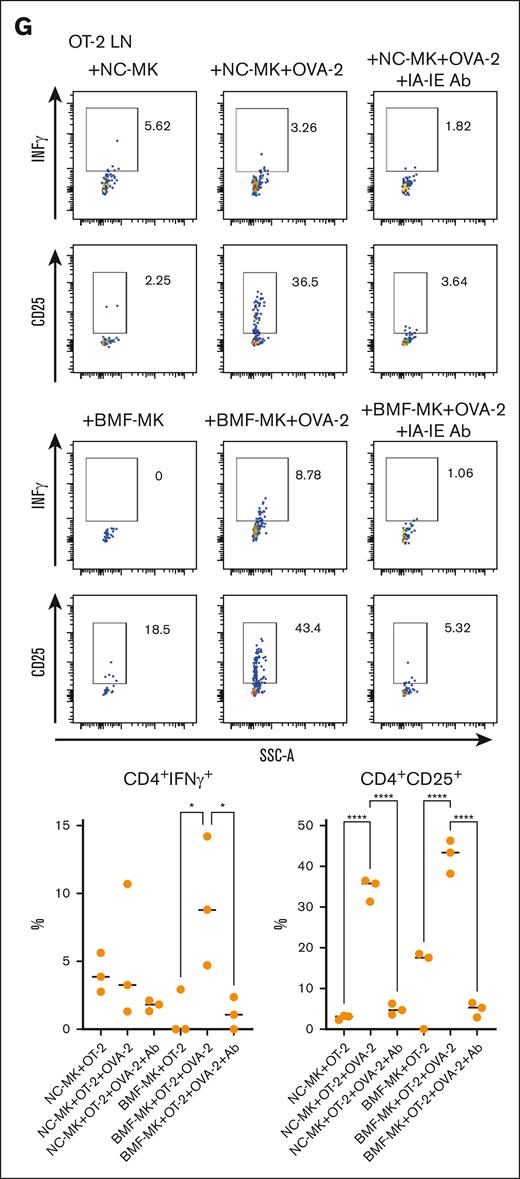 Functions of BMF-derived MKs. (A) Representative electron microscopy images of enriched MKs from normal mice and BMF mice. N, nucleus (black arrows); DMS, demarcation membrane system (green arrows); proplatelets (P, red arrows); α-granules (A, purple arrows). Scale bars = 2 μm under 1200× magnification, and 2 μm under 3000× magnification, respectively (from pooled 15 BMF mice and 10 normal mice, respectively). (B) Comparison of platelet production between BMF MK and normal control MKs. MKs (3 × 104/mL) from pooled 10 BMF mice and 5 normal mice were seeded into 96-well plates, respectively, and cultured for 6 days as described previously,19 then counted manually. (C) BMF-derived MKs suppress colony forming capacity of normal BM cells. MKs were isolated from pooled samples of BMF mice (n = 30) and control CByB6F1 mice (n = 15). BM cells (2 × 104) from normal CByB6F1 mice were incubated with BMF-derived or normal control MKs (8000 cells) at 37°C for 1 hour, then were mixed in semisolid methylcellulose medium, and plated on 35-mm culture dishes. Cells were cultured at 37°C with 5% CO2. Colonies were counted on day 7. Data shown were from 2 separate experiments. CFU, colony forming unit. (D) BMF-derived MKs induce apoptosis and death of normal BM cells. MKs (2 × 104 cells) isolated from BMF mice (n = 3 pools) or control CByB6F1 mice (n = 2 pools) were incubated with BM cells (2 × 105 cells) from normal CByB6F1 mice at 37°C for overnight, 7AAD and annexin V positivity on BM cells was evaluated by flow cytometry. BMF-MK, normal BM cells cocultured with BMF-derived MKs; NC-MK, normal BM cells cocultured with normal mice-derived MKs. (E) BMF-derived T cells induce upregulation of IA-IE on normal MKs after coculture. Representative plot of IA-IE expression on MKs after coculture with T cells for overnight. Individual value plots of IA-IE on MKs after coculture with T cells. (F) OT-1 CD8+ T-cell response mediated by OVA-1 peptide-pulsed MKs. (G) OT-2 CD4+ T-cell response mediated by OVA-2 peptide-pulsed MKs. Ten thousand flow-sorted normal MKs (a fraction of pooled from 10 mice) or BMF MKs (a fraction of pooled from 15 mice) were pulsed with OVA-1 or OVA-2 peptides (200 μg) for 12 hours. After wash with phosphate-buffered saline, they were cocultured with 1 × 105 LN cells collected from OT-1 or OT-2 mice for an additional 12 hours. OT-1/2 LN cells + BMF MKs or normal control MKs without peptides served as negative controls. MK:LN ratio = 1 × 104:1 × 105. To test MHC-2–dependent OT-2 CD4+ T-cell response, anti-IA-IE antibody (250 μg/mL) was added to MKs before OVA-2 peptide pulsing. Representative flow cytometry plots and results are shown. CD8+ T cells and CD4+ T cells were gated in panels F and G, respectively. ∗P < .05; ∗∗P < .01; ∗∗∗P < .001. 7AAD, 7-aminoactinomycin; DMS, demarcation membrane system; NC, normal control; PLT, platelet; SSC-A, side scatter area.