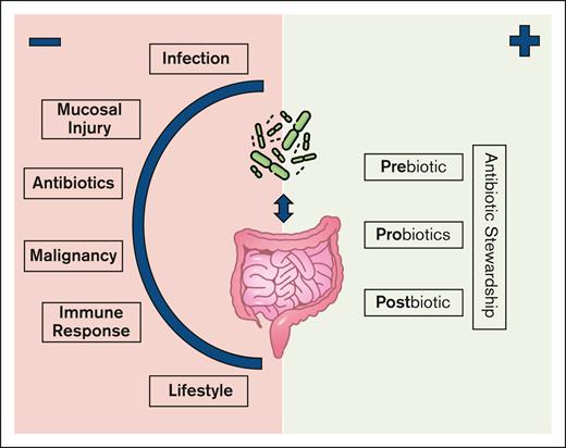 The intestinal microbiome in patients receiving cellular therapy is influenced by multiple patient and disease-specific factors. Possible interventions may target different phases to promote beneficial microbiome-host interactions.