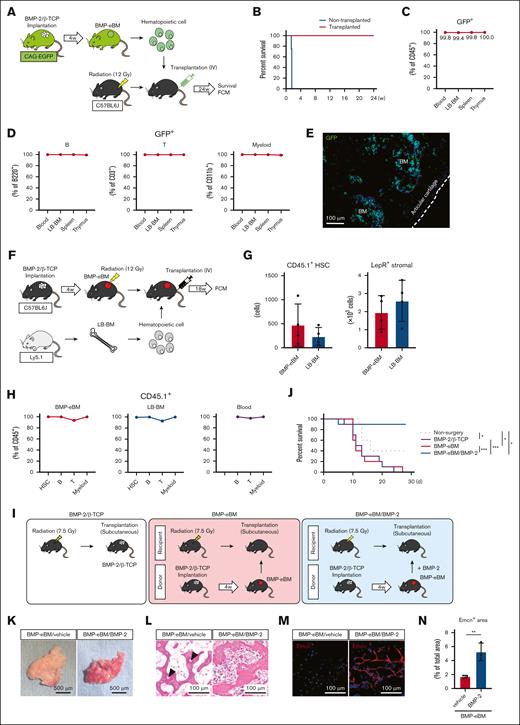 Functional characterization of BMP-eBM. (A-E) HSC transplantation assay. (A) Schematic overview. BMP-eBM hematopoietic cells (1 × 107) were collected from CAG-EGFP mice and transplanted IV into lethally irradiated (12 Gy) C57BL6J mice. Control mouse represents no transplantation. (B) Survival curve of irradiated mice after 24 weeks (n = 4). (C) Frequency of donor contribution (GFP+) within CD45+ cells (n = 3). Recipient mice were euthanized 24 weeks after transplantation, and the peripheral blood, LB, Spleen, and thymus were harvested for FCM and histological analysis. (D) Frequency of GFP+ B cell (B220+), T cell (CD3+), and myeloid cells (CD11b+) in the peripheral blood, LB-BM, spleen and thymus after 24 weeks of transplantation (n = 3). (E) A frozen section of the femur showing engrafted GFP+ hematopoietic cells (green). The blue color represents DAPI staining. (F-H) HSC engraftment assay. (F) Schematic overview. BMP-2/β-TCP complexes were implanted subcutaneously into C57BL6J recipients. After 4 weeks of implantation, recipients were lethally irradiated (12 Gy) and transplanted with LB-BM cells (1 × 107) from C57BL6J-Ly5.1 mice. Eighteen weeks later, recipients were euthanized, and tissue samples were harvested for FCM analysis. (G) The number of CD45.1+ HSCs and Leptin receptor (LepR)+ stromal cells (CD45–Ter119–CD31–LepR+; n = 4). (H) Frequency of donor contribution (CD45.1+) in the HSC, B cell, T cell, and myeloid cell populations (n = 4). (I-J) Survival assay. (I) Schematic overview. BMP-eBM was collected from C57BL6J donor and transplanted subcutaneously into irradiated (LD60/30 dose, 7.5 Gy) C57BL6J recipient, with or without supplemental BMP-2 (2 μg). Control mouse represents BMP-2 (16 μg)/β-TCP (80 mg) transplantation. In this assay, BMP-eBM was produced from BMP-2 (16 μg)/β-TCP (80 mg). (J) Survival curve irradiated mice after 28 days (n = 10). (K-N) Retransplantation assay. BMP-eBM was produced from BMP-2 (8 μg)/β-TCP (40 mg) and immersed in 0.5 mM HCl (vehicle) or BMP-2 (1 μg) before retransplantation in other mice. (K) Photographs, (L) HE staining, and (M) immunostaining images of retransplanted BMP-eBMs 2 weeks after retransplantation (n = 3). In panel L, arrowheads indicate empty lacunae. For panel M: red, Emcn; blue, DAPI. (N) Quantification of Emcn+ area per total area of the photo shown in panel M (n = 3).