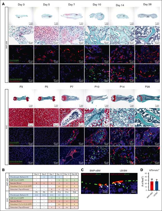 BMP-eBM niche formation involves a timely orchestration of cellular differentiation. (A-B) Analysis of BMP-eBM development compared to femoral secondary ossification center (SOC). BMP-eBMs were harvested 3, 5, 7, 10, 14, or 28 days after implantation. Femurs were harvested from C57BL6J mice at postnatal day 3 (P3), P5, P7, P10, P14, or P28. (A) Safranin-O staining images (upper panels). High-middle panels are high-magnification images of the squares in the upper images. Middle-lower panels: green, Cxcl12-GFP; red, Emcn. Lower panels: green, Col1a1(2.3)-GFP; red, Trap-tdTomato. The blue color represents DAPI staining. (B) Semiquantitative analysis of the cellular populations during BMP-eBM and LB-BM development (illustrative). (C) Fluorescence images of BMP-eBM or LB-BM 4 weeks after implantation in LepR-cre; tdTomato mice. Red, LepR-cre; tdTomato; green, Runt-related Transcription Factor 2 (Runx2); blue, DAPI. (D) Frequency of tdTomato+ per Runx2+ cells (n = 4).
